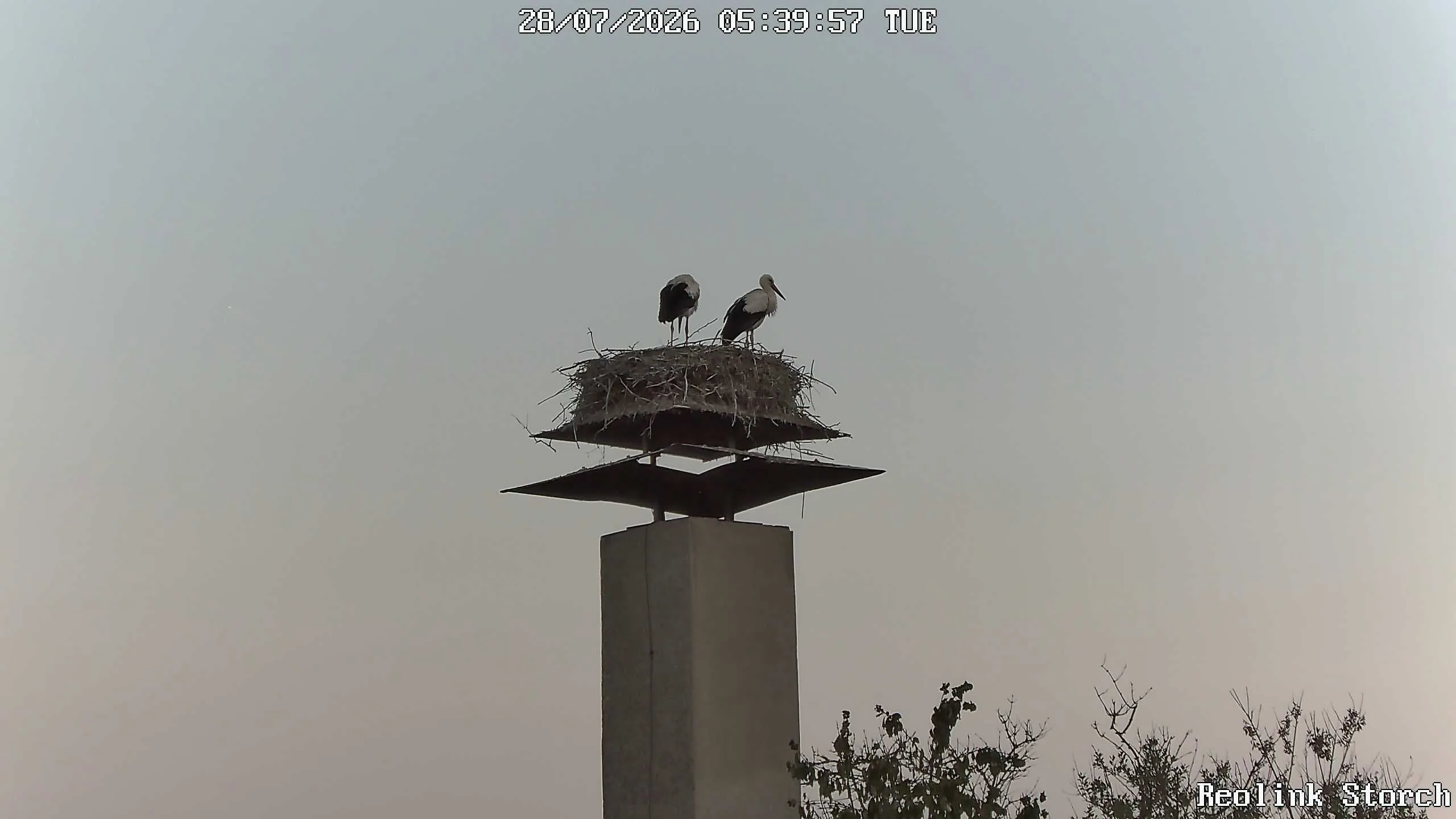 Storchencam Bild