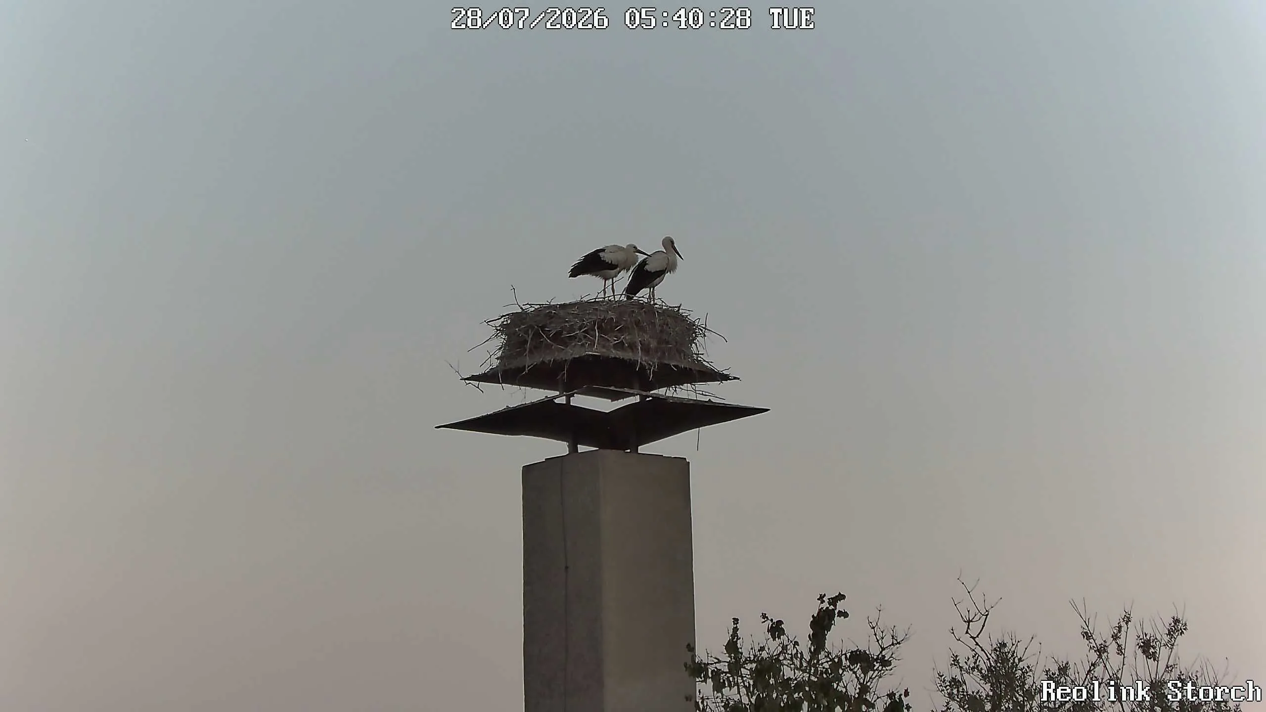 Storchencam Bild