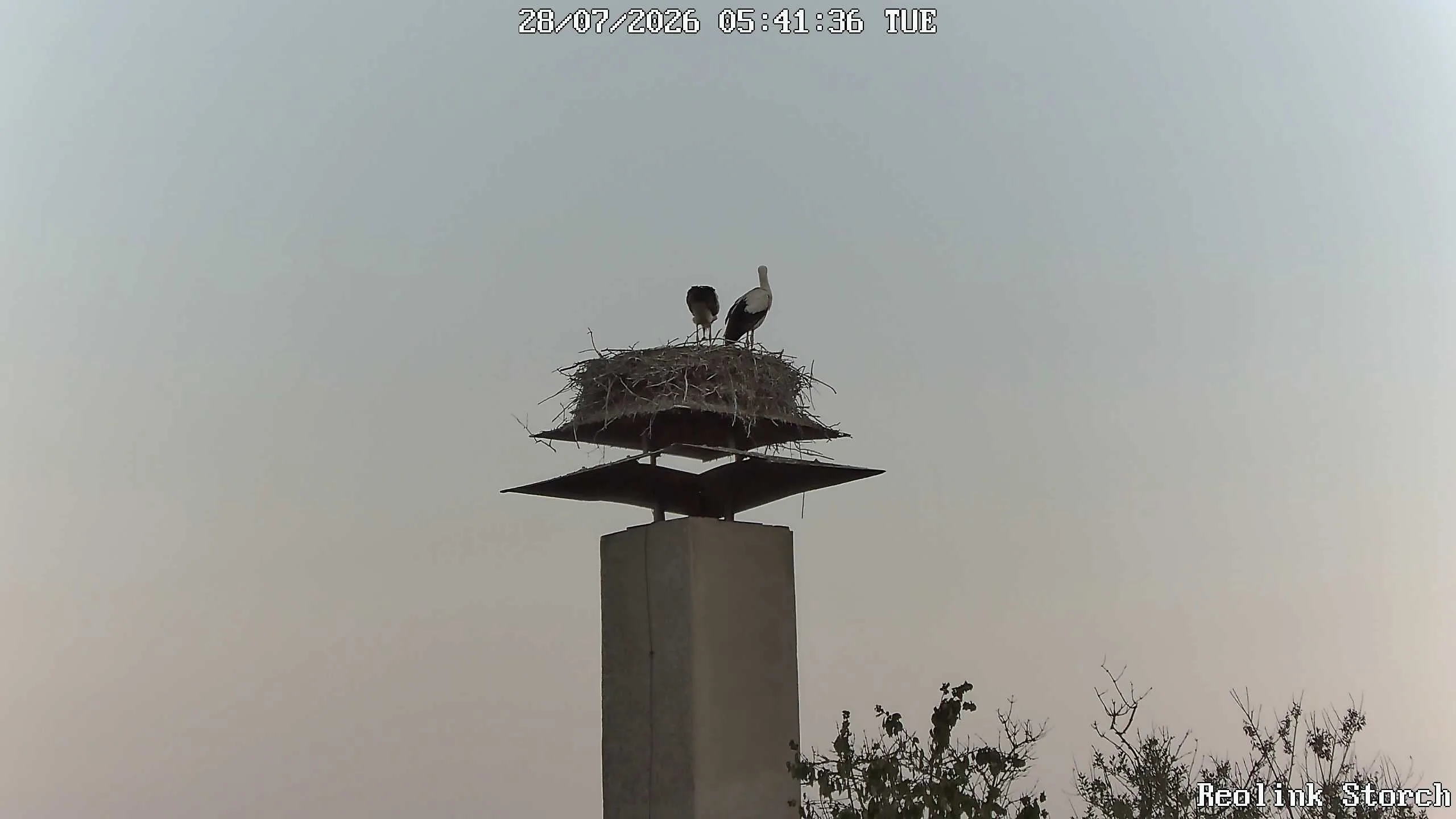 Storchencam Bild