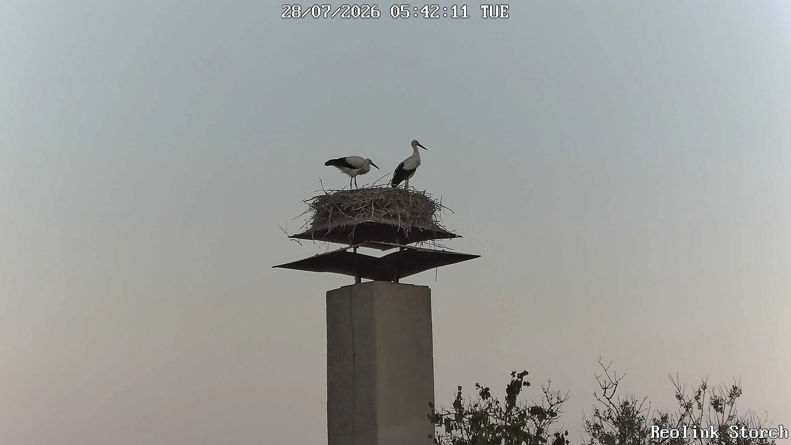 Storchencam Bild