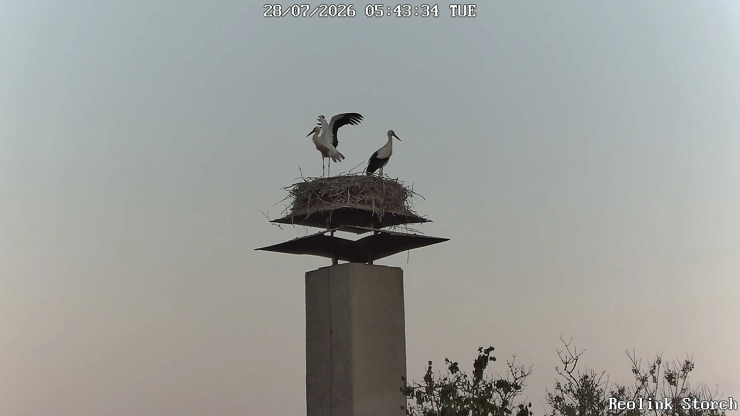 Storchencam Bild