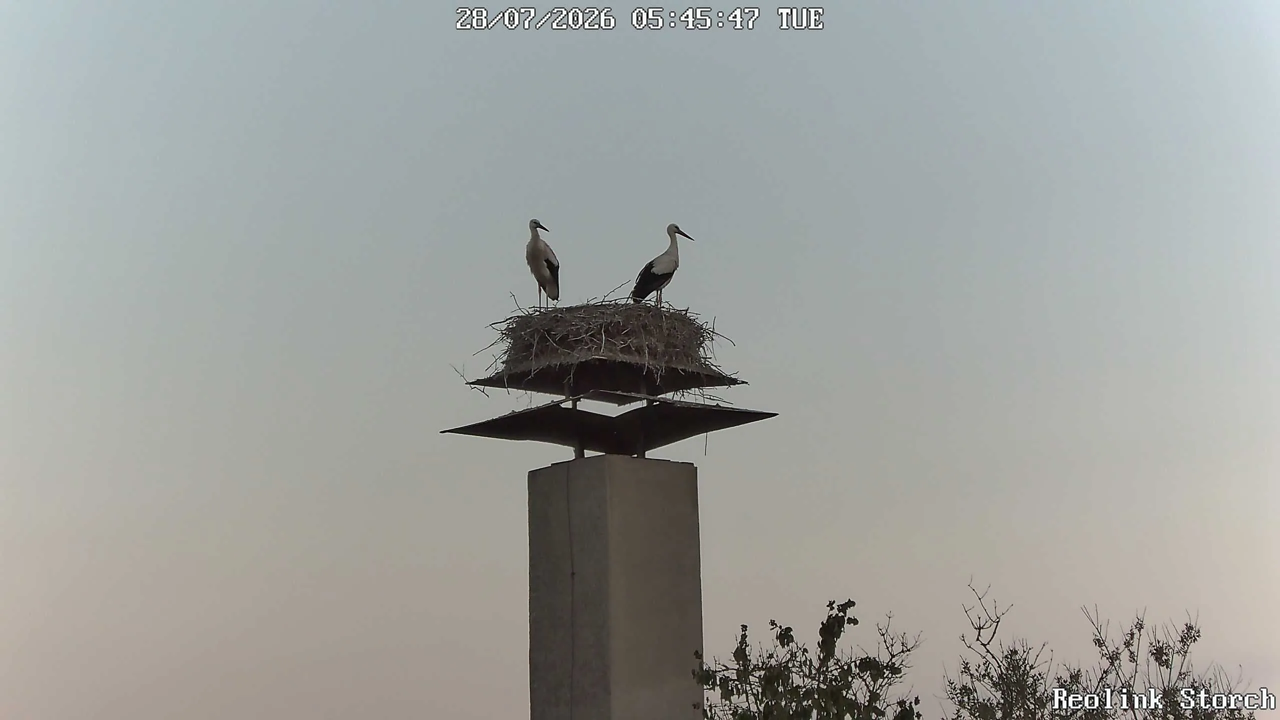 Storchencam Bild