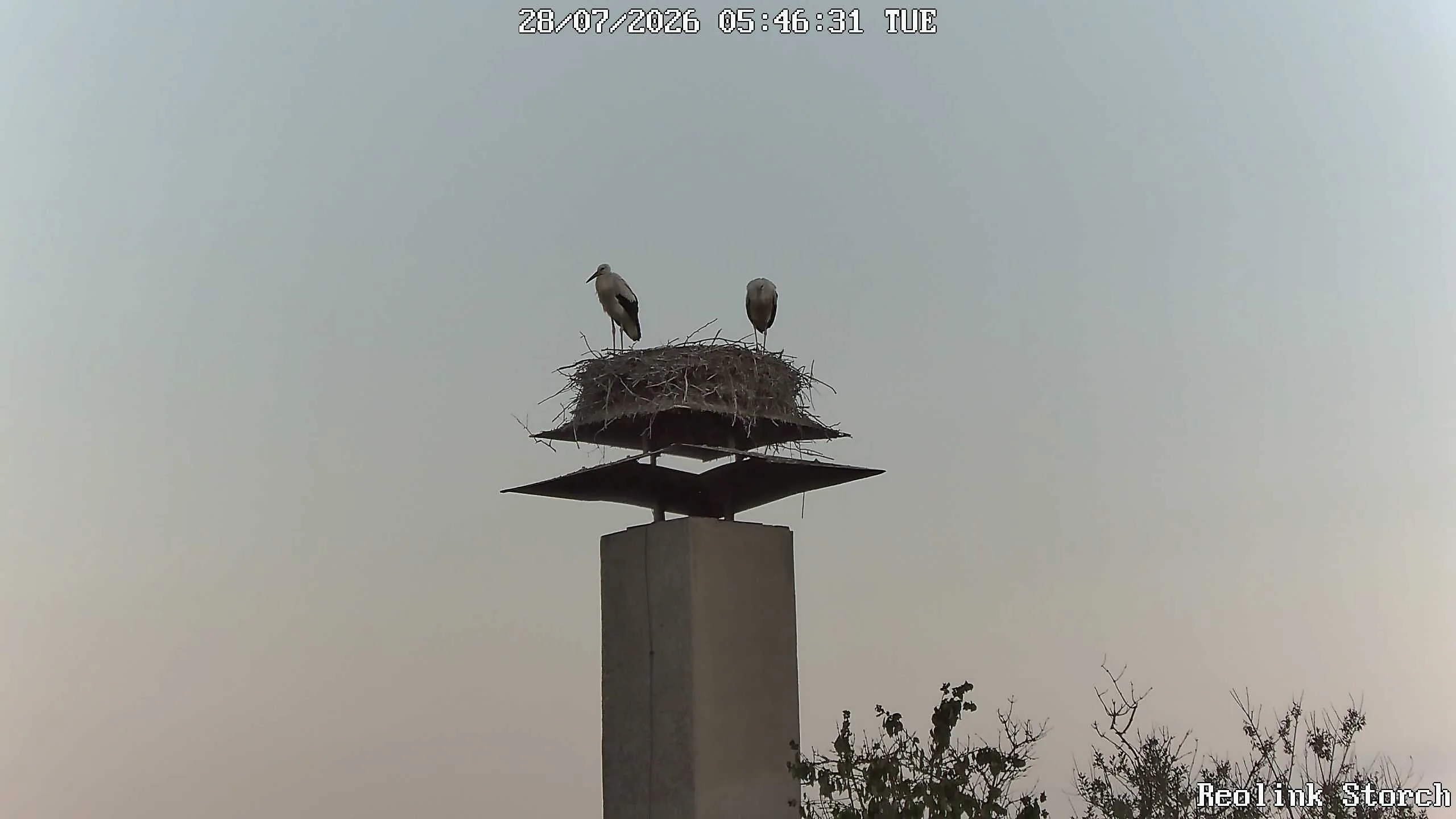 Storchencam Bild