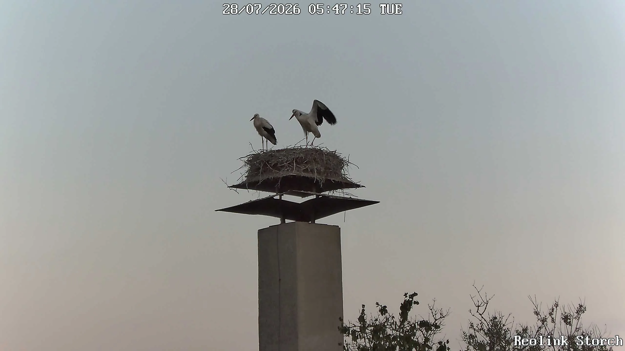 Storchencam Bild