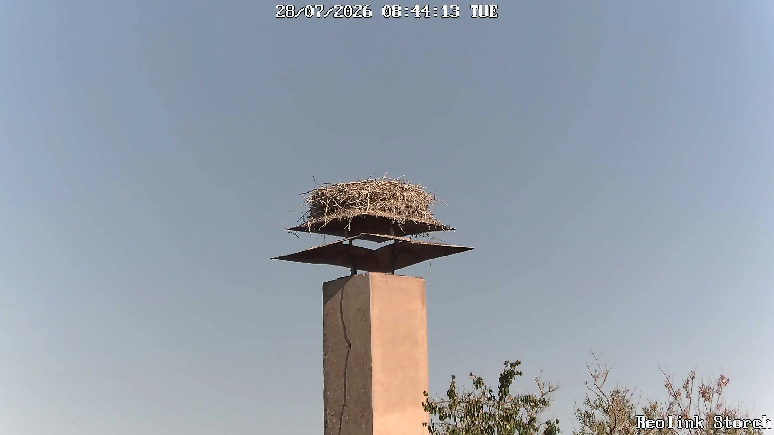 Storchencam Bild