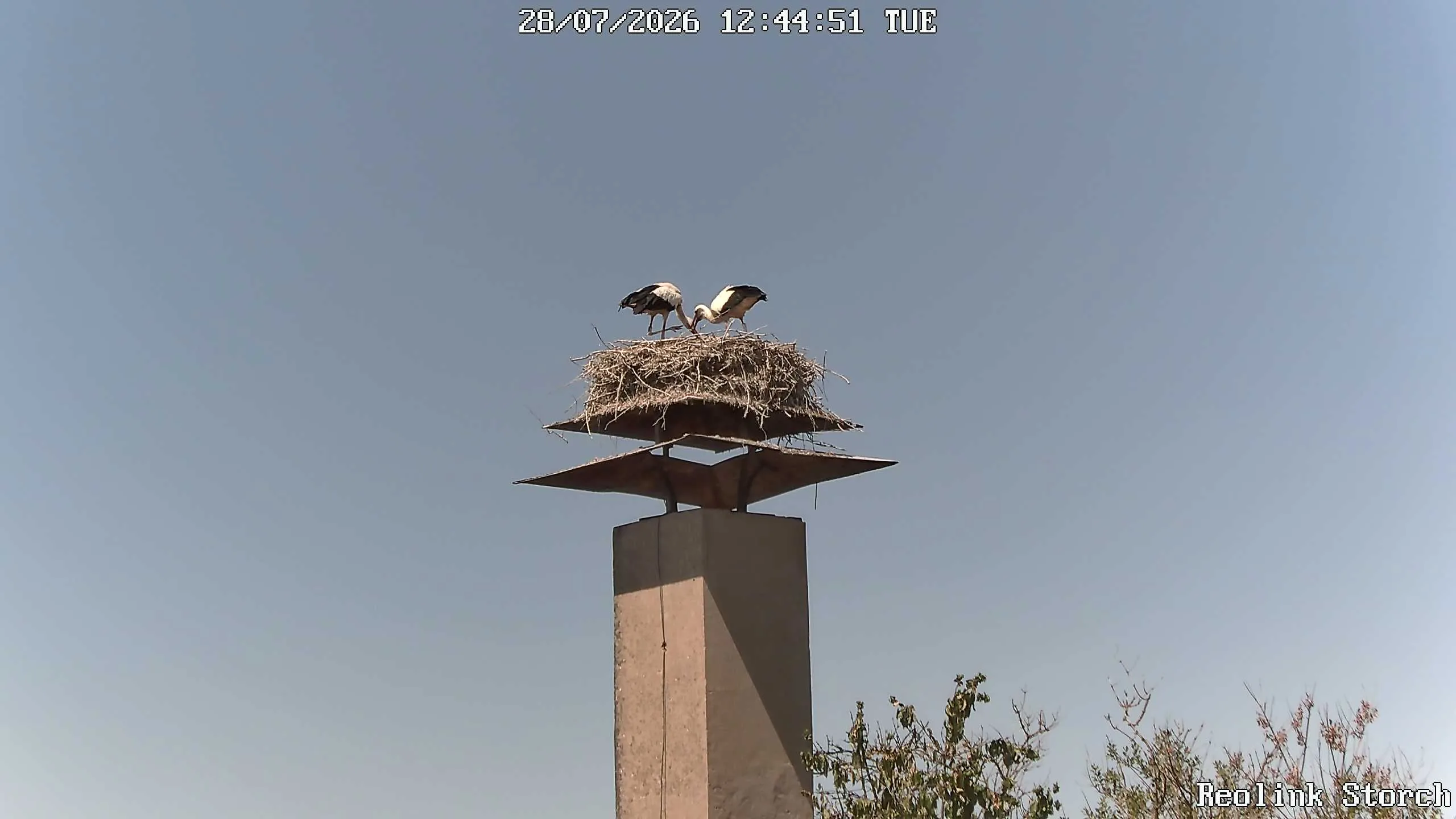 Storchencam Bild