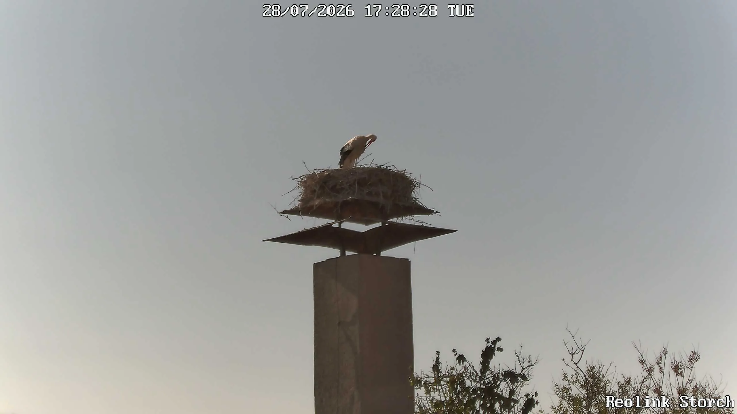 Storchencam Bild