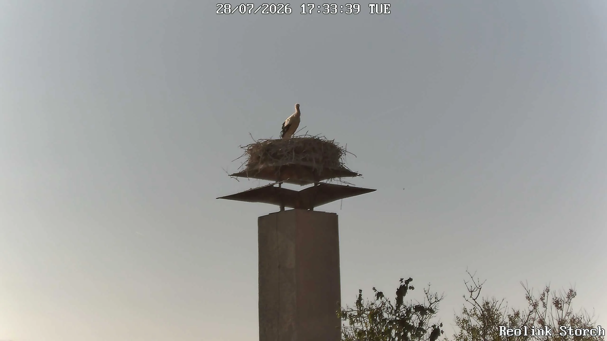 Storchencam Bild