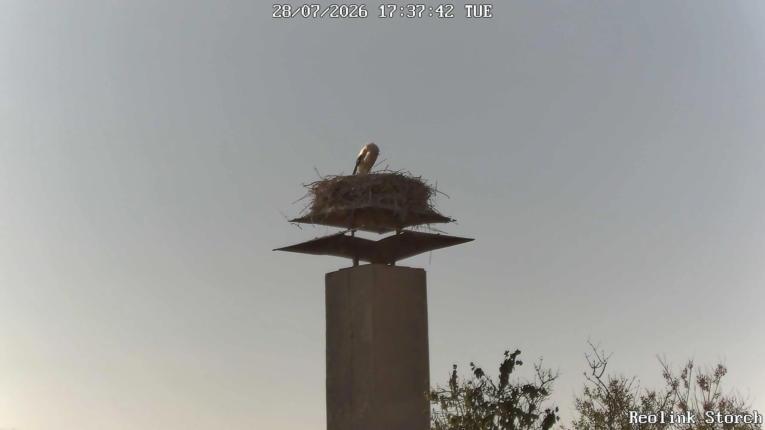Storchencam Bild