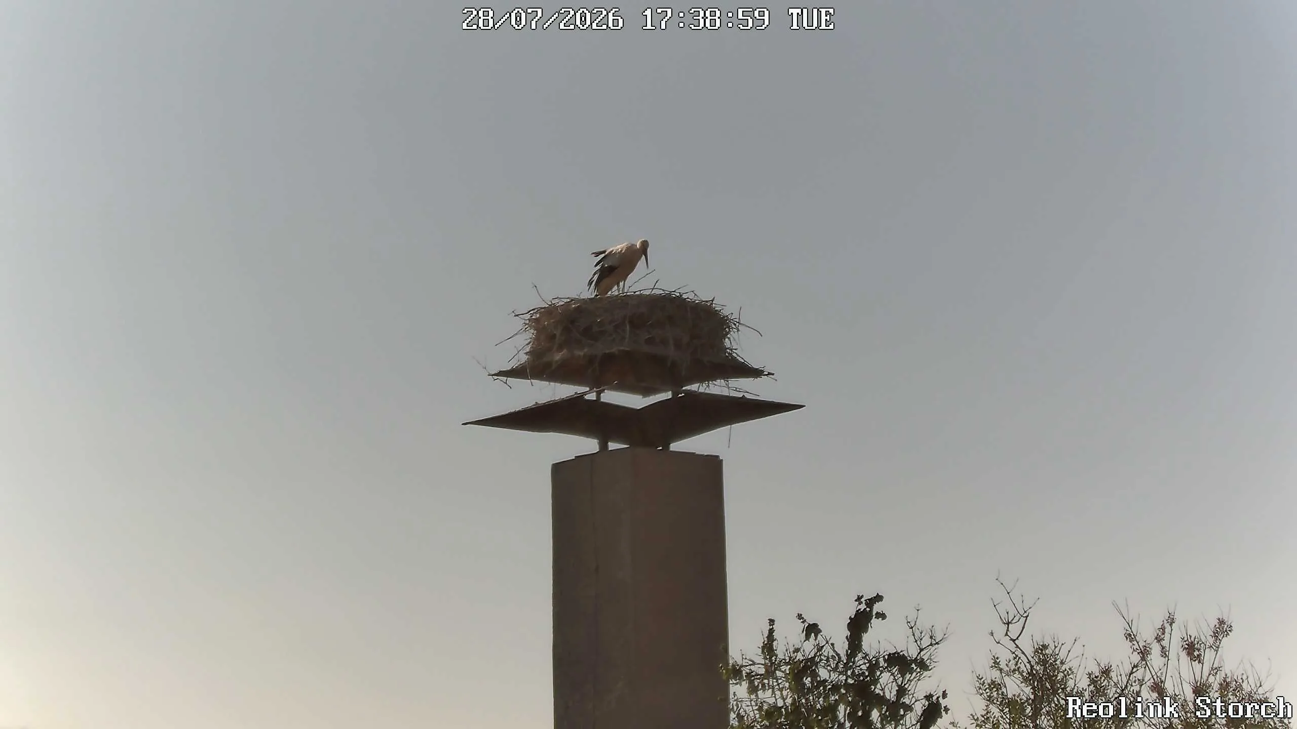 Storchencam Bild