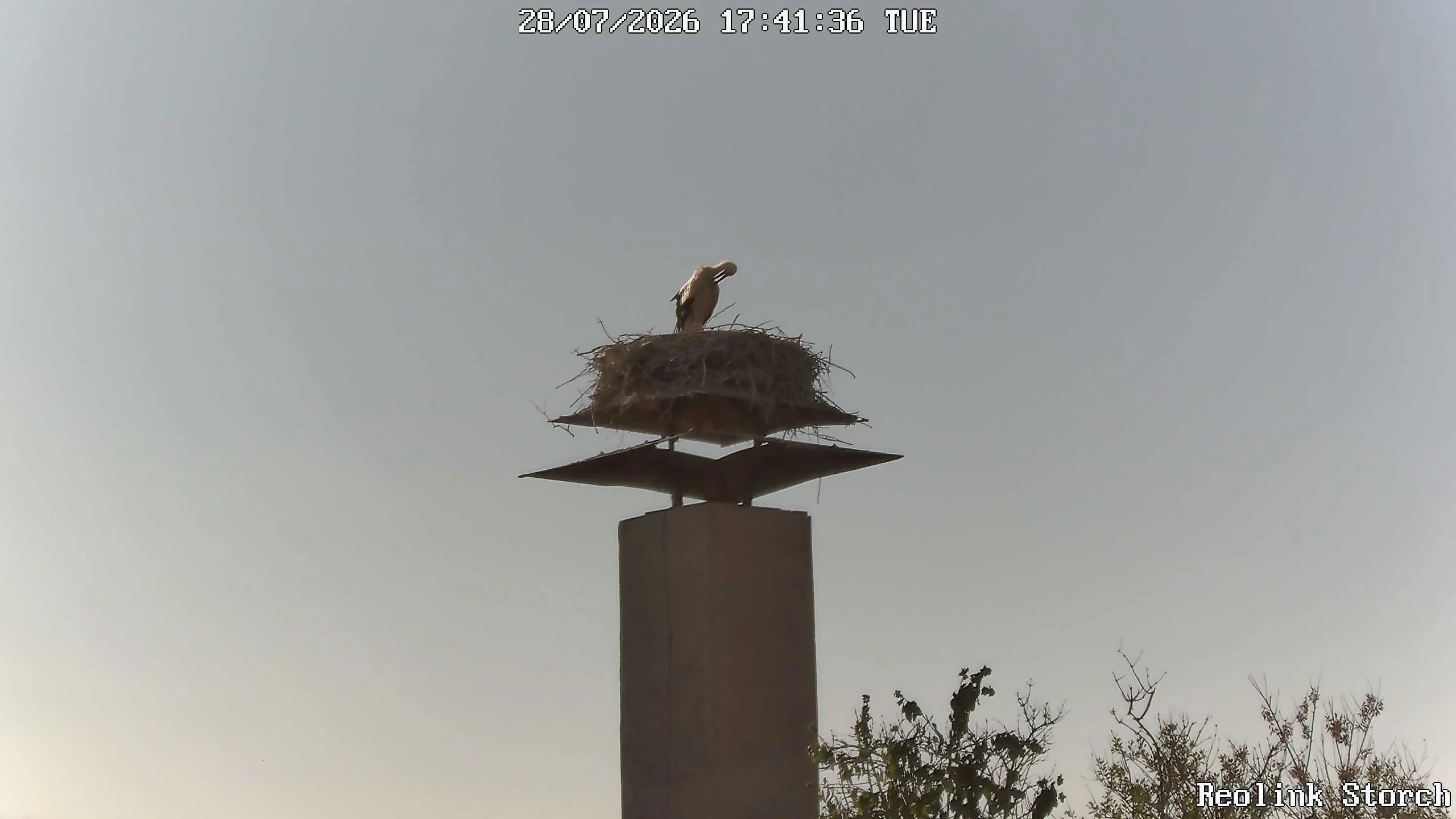 Storchencam Bild