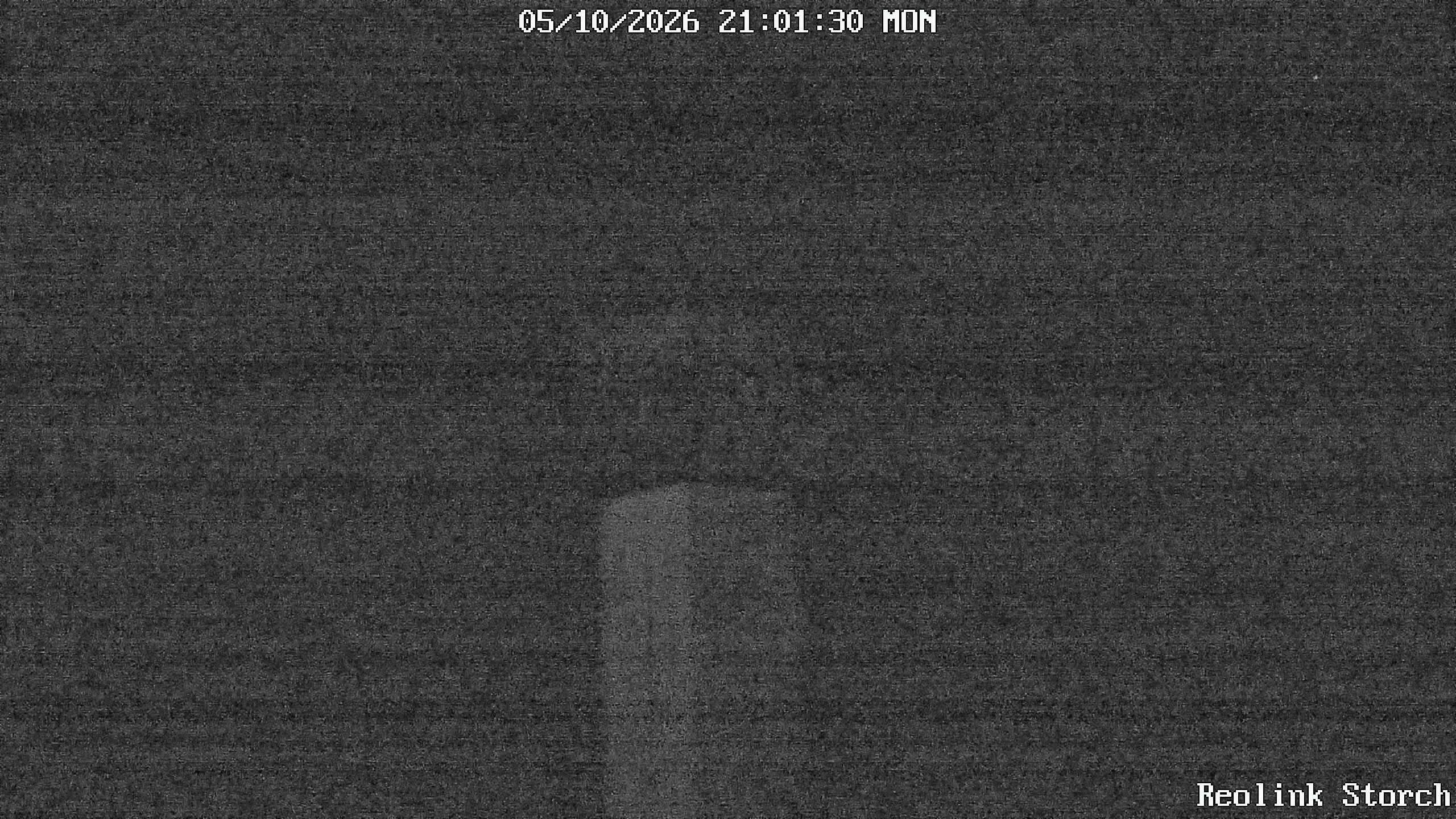 Storchencam Bild