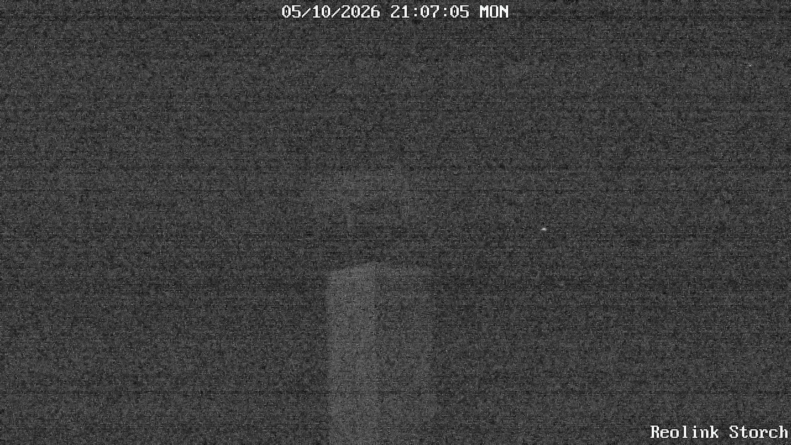 Storchencam Bild