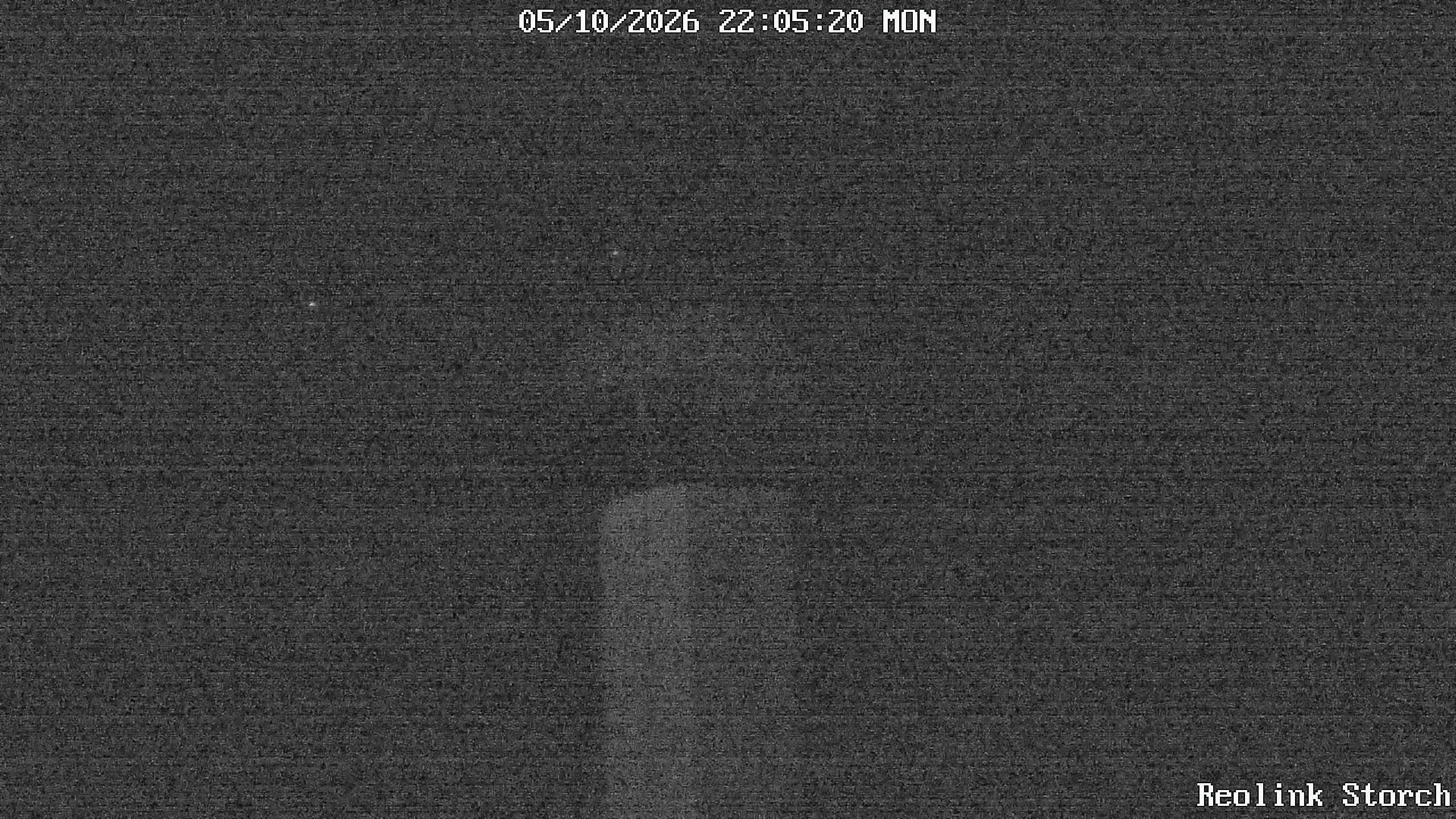 Storchencam Bild
