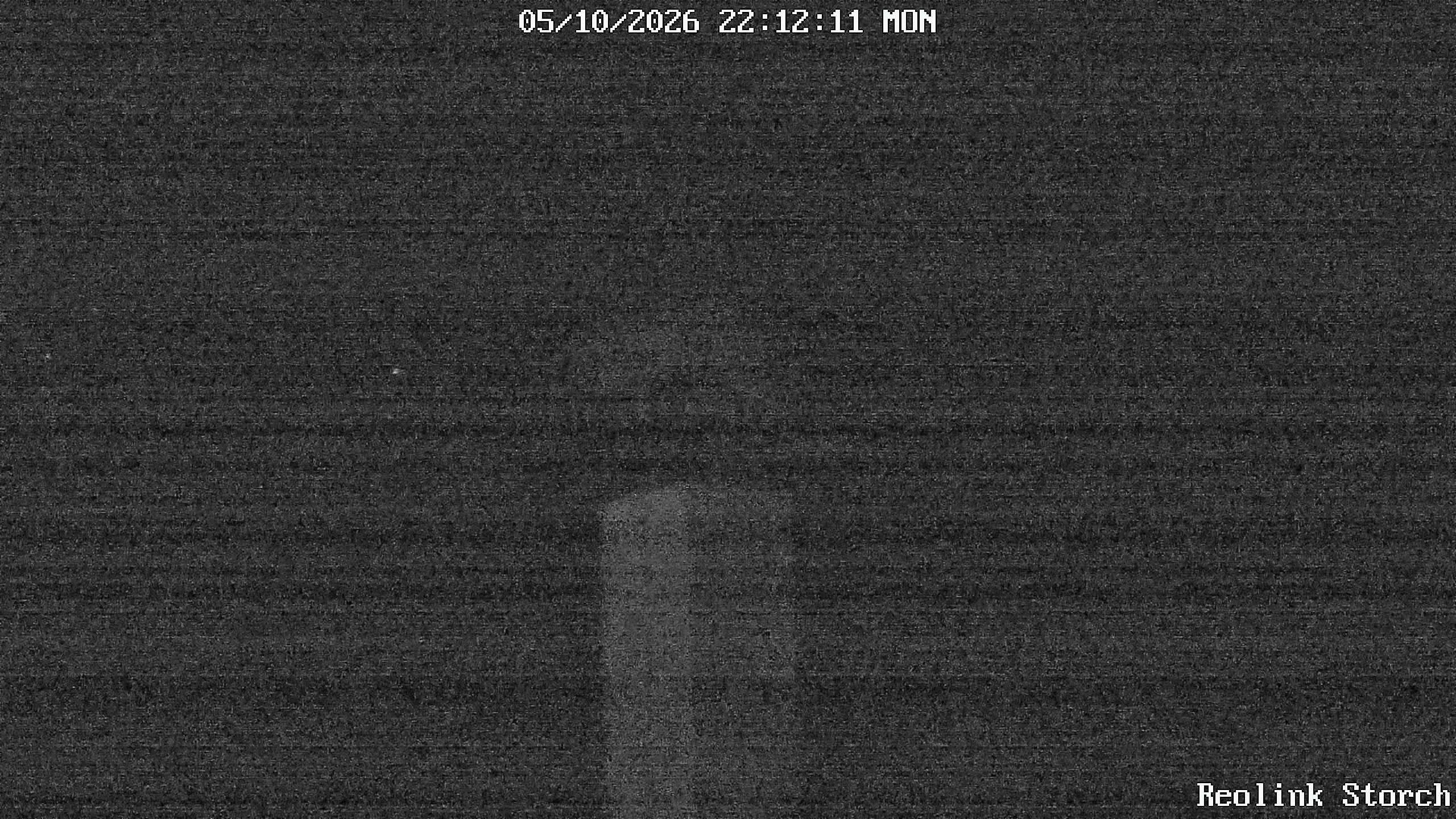 Storchencam Bild