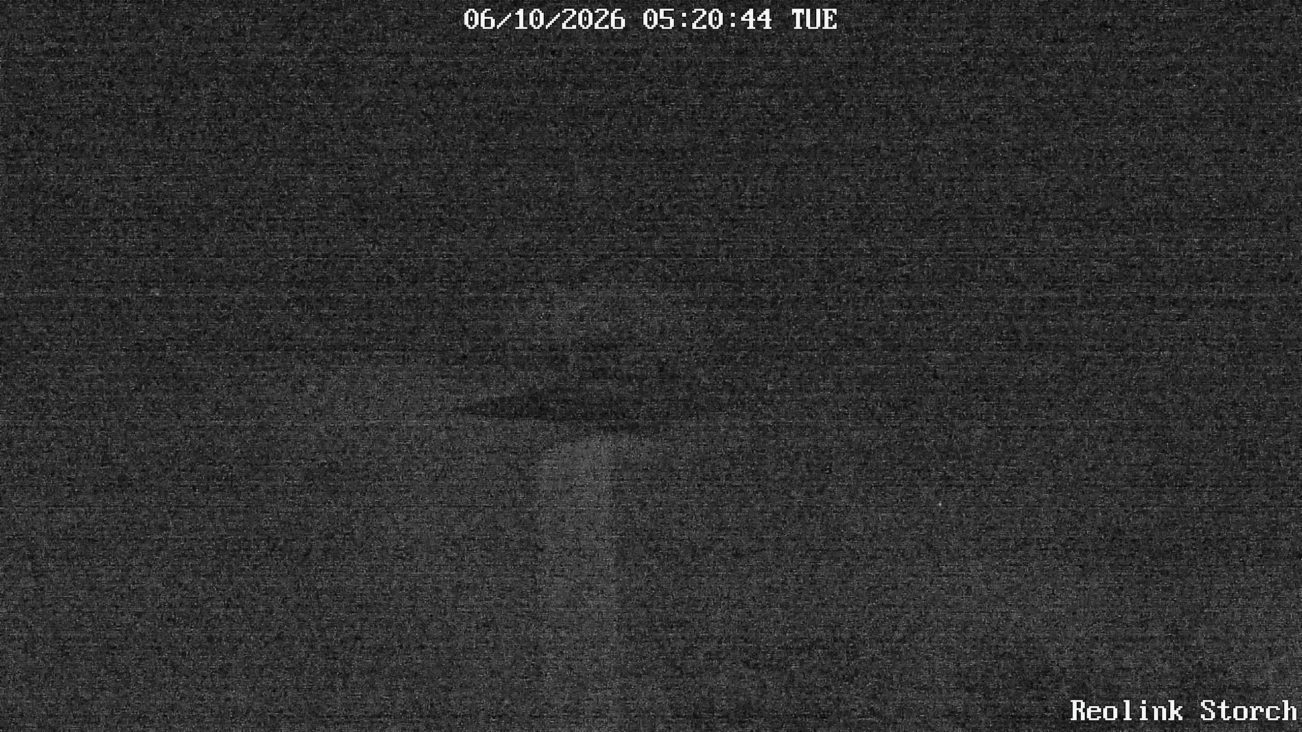 Storchencam Bild
