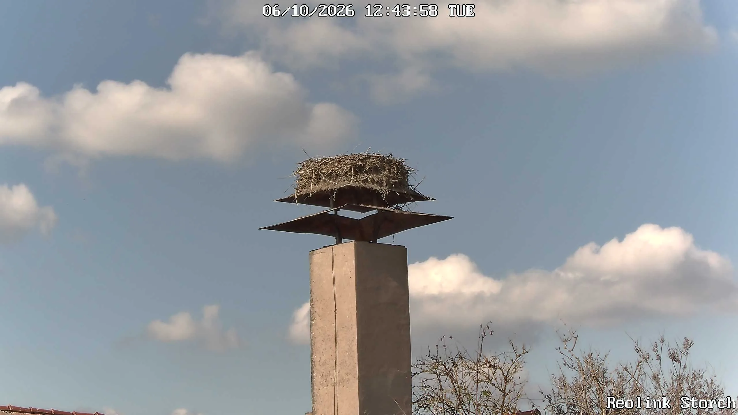 Storchencam Bild