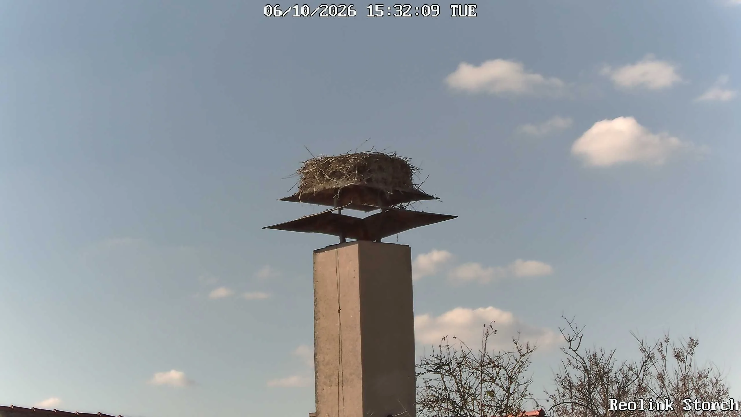 Storchencam Bild