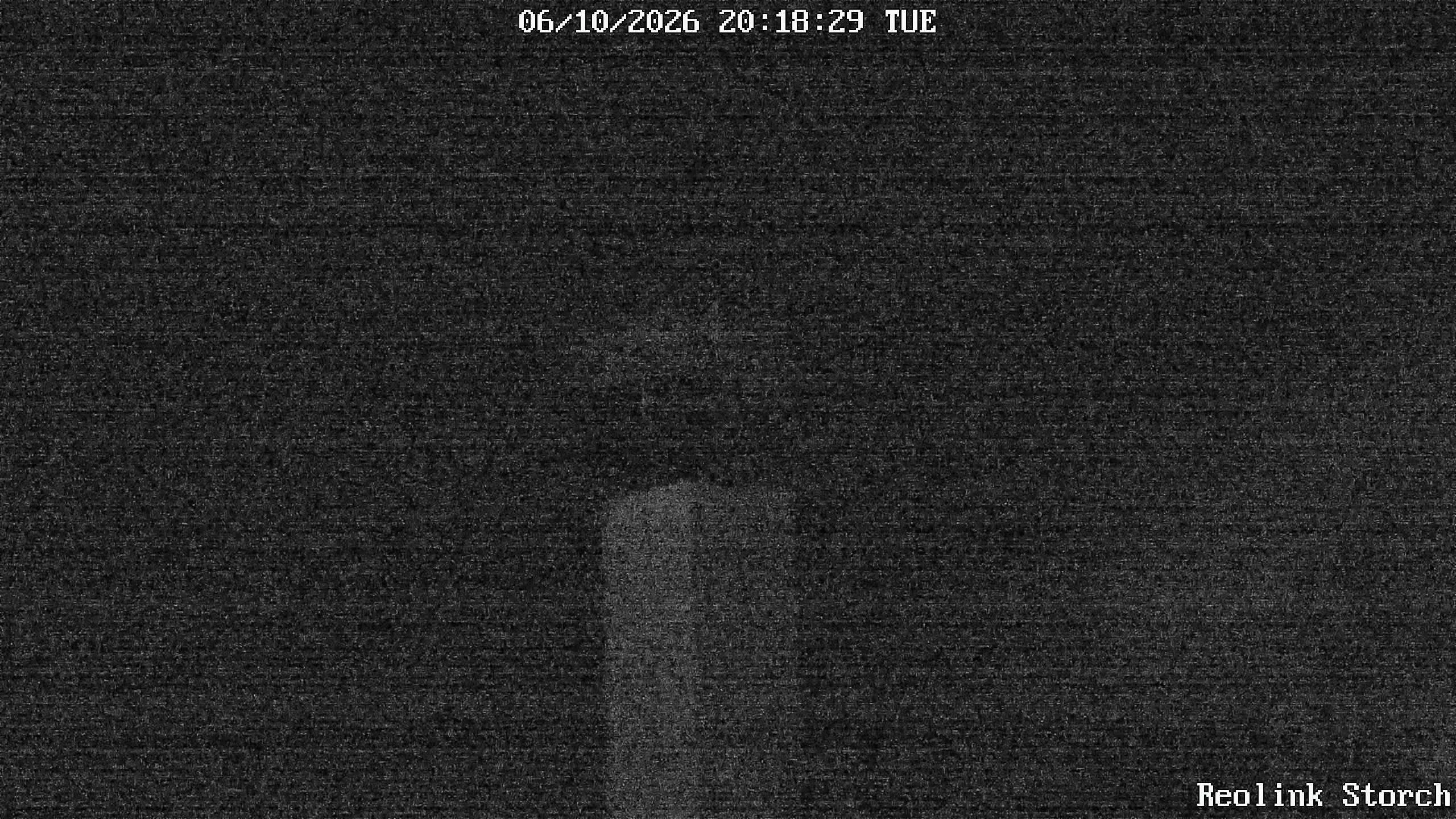 Storchencam Bild