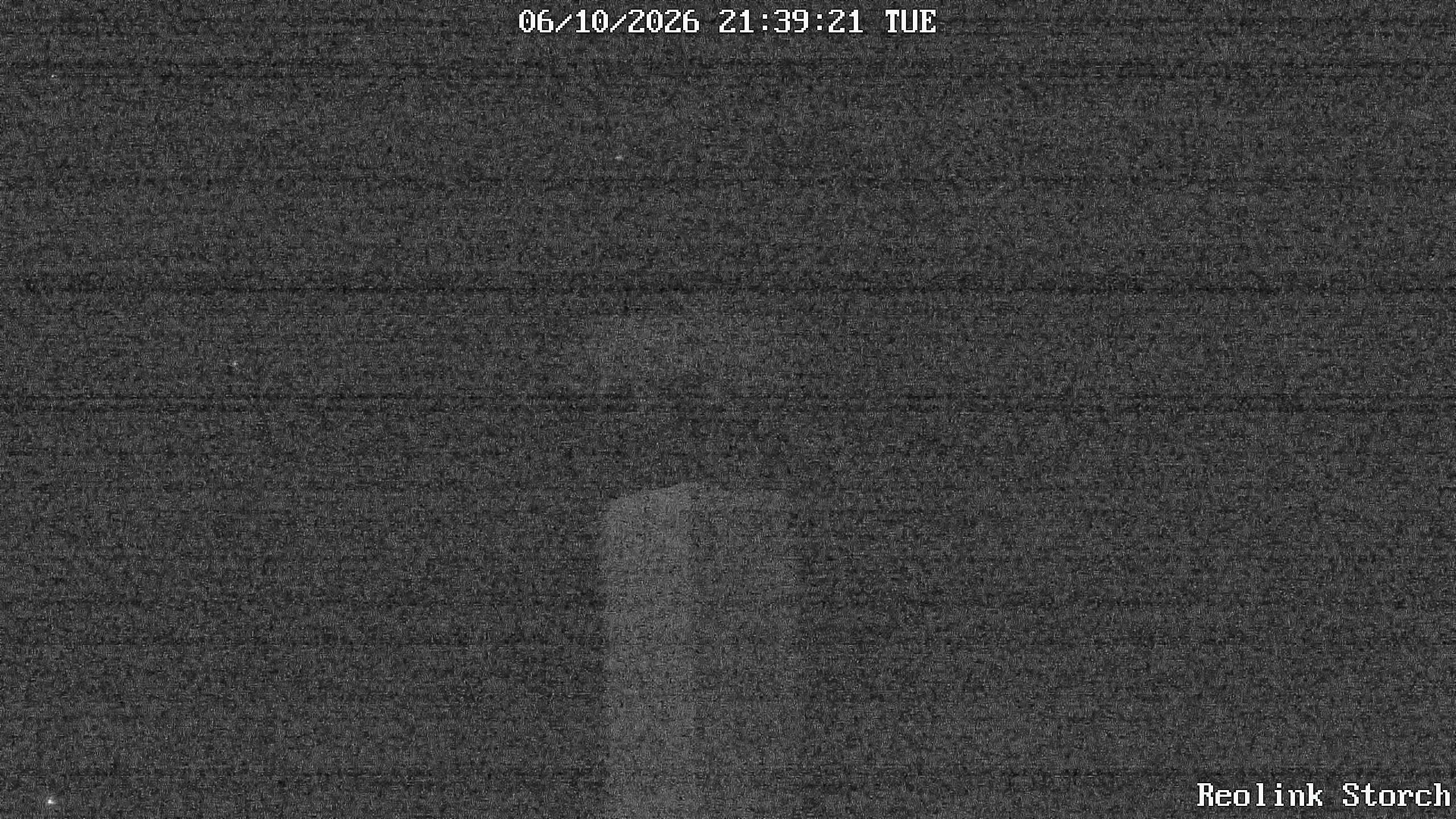 Storchencam Bild