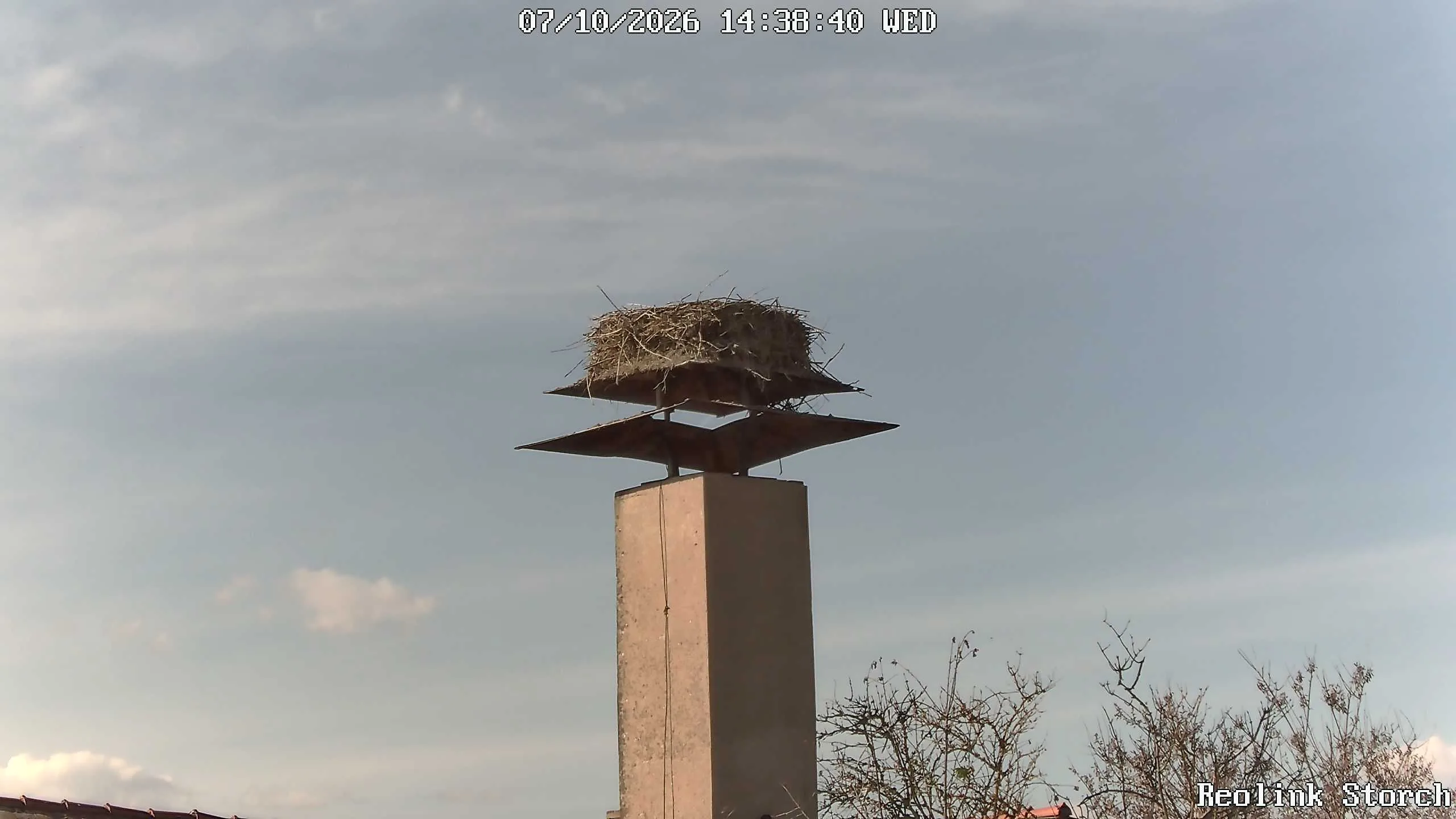 Storchencam Bild