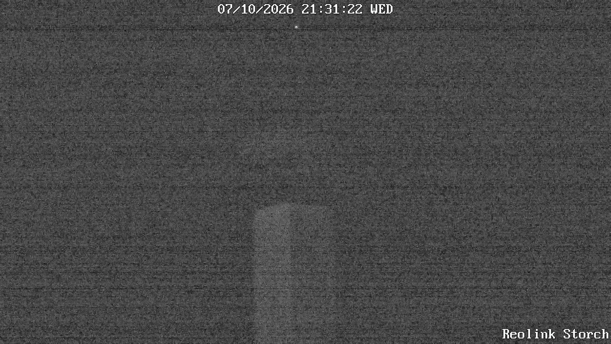 Storchencam Bild