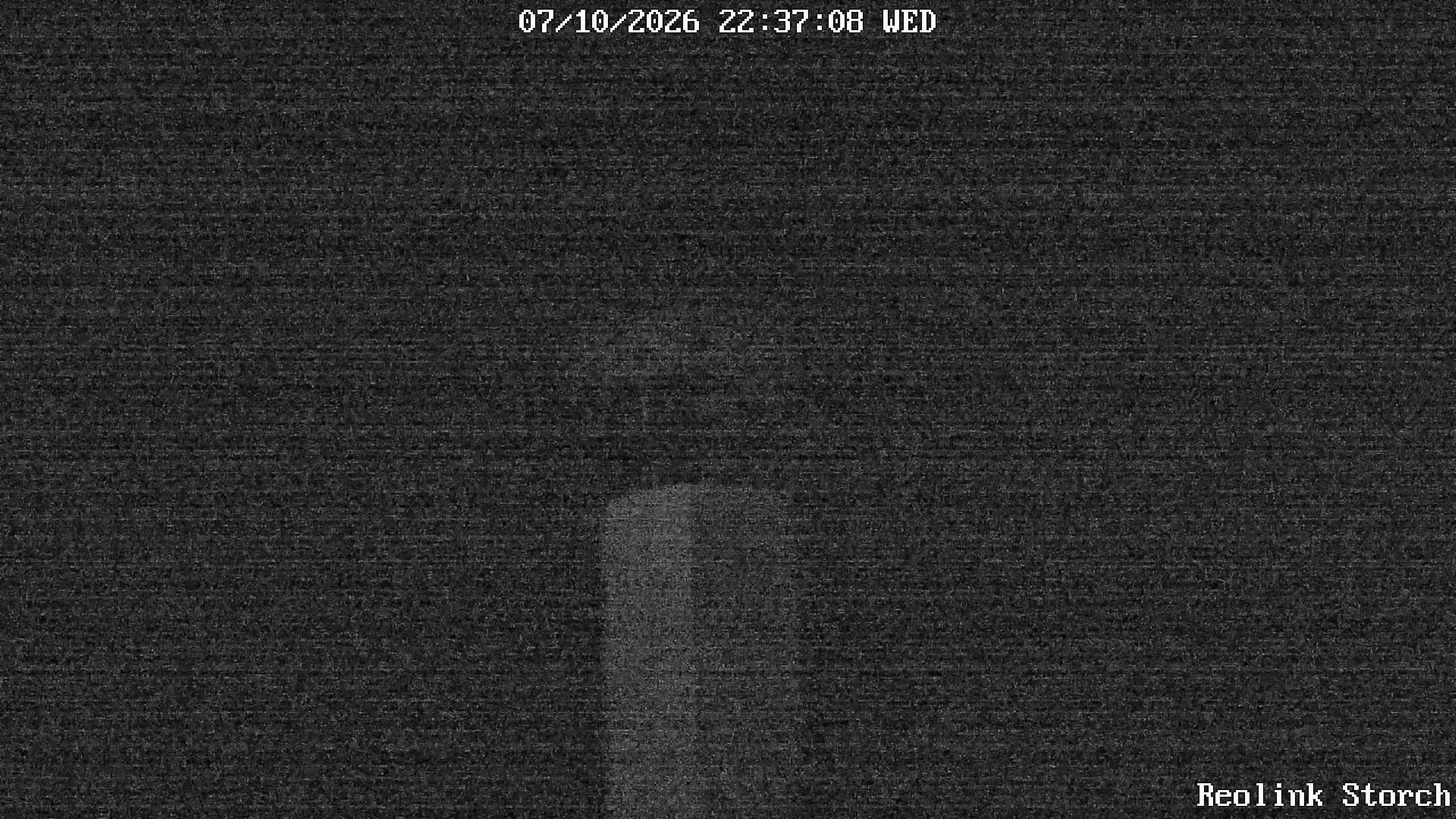 Storchencam Bild