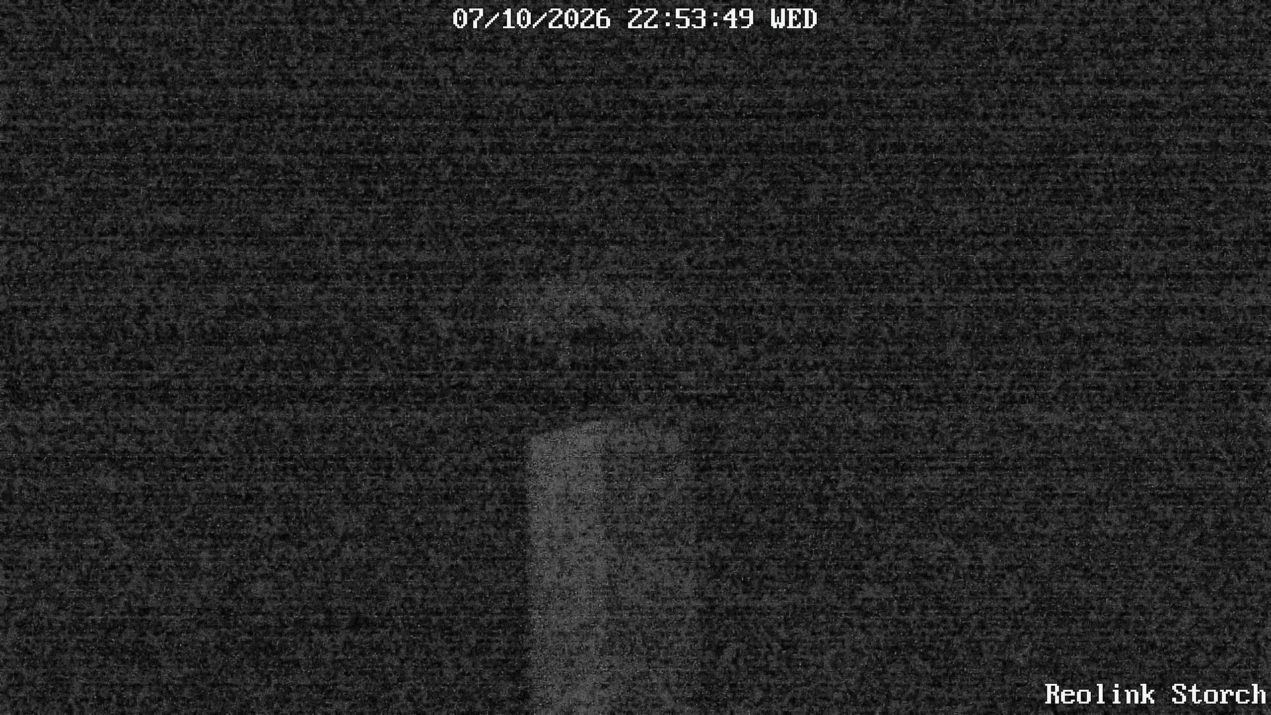 Storchencam Bild