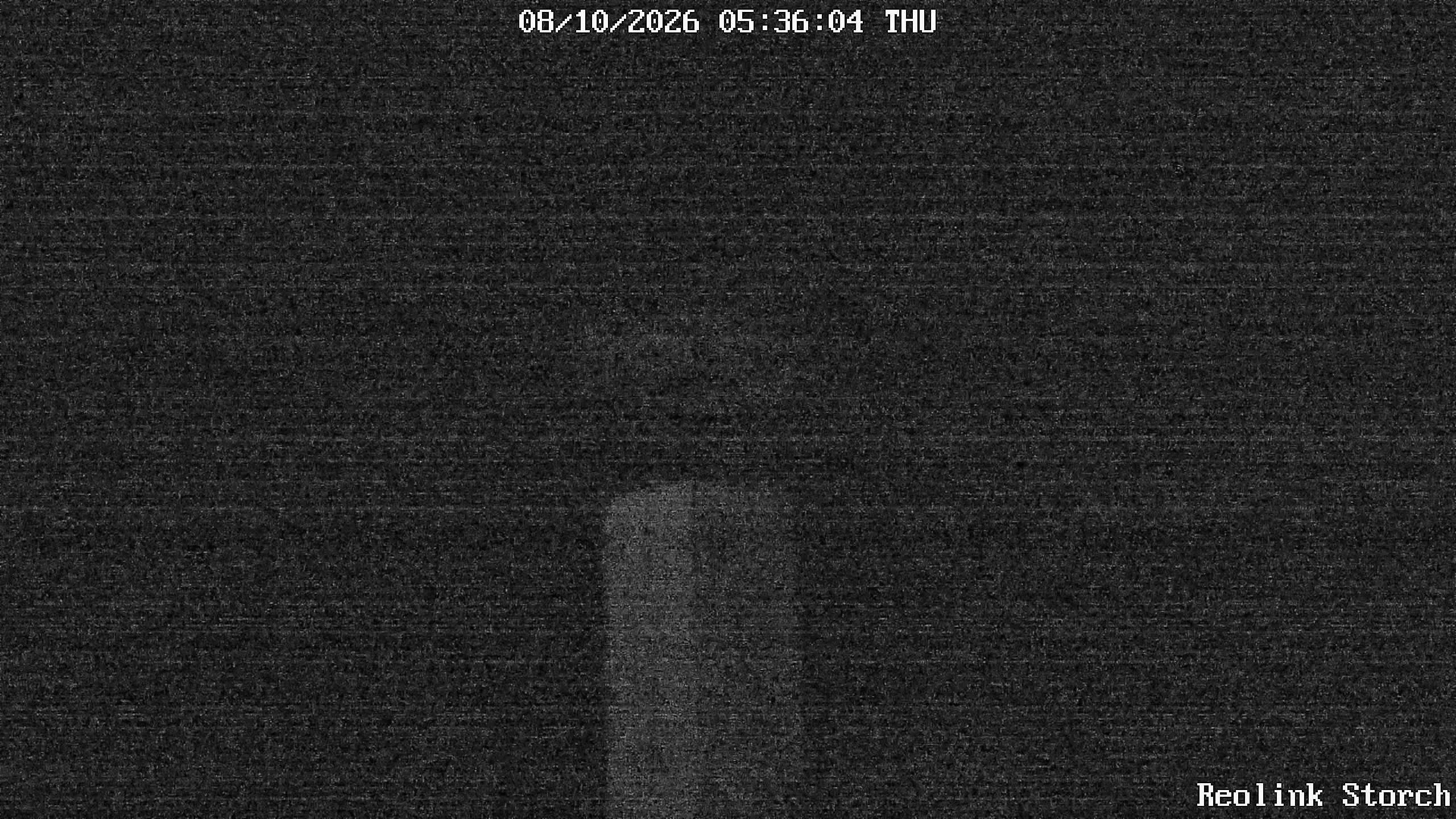 Storchencam Bild