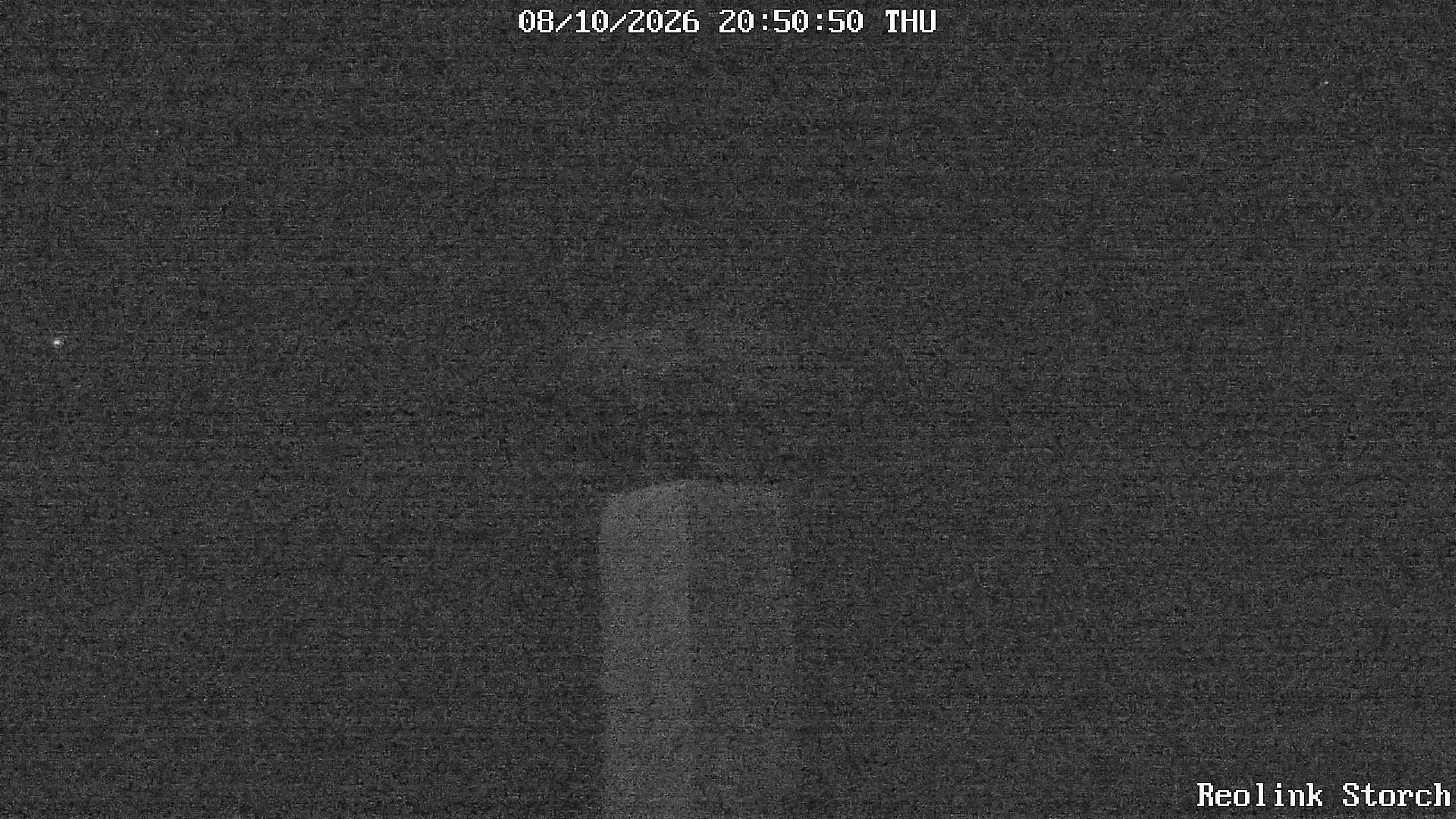 Storchencam Bild