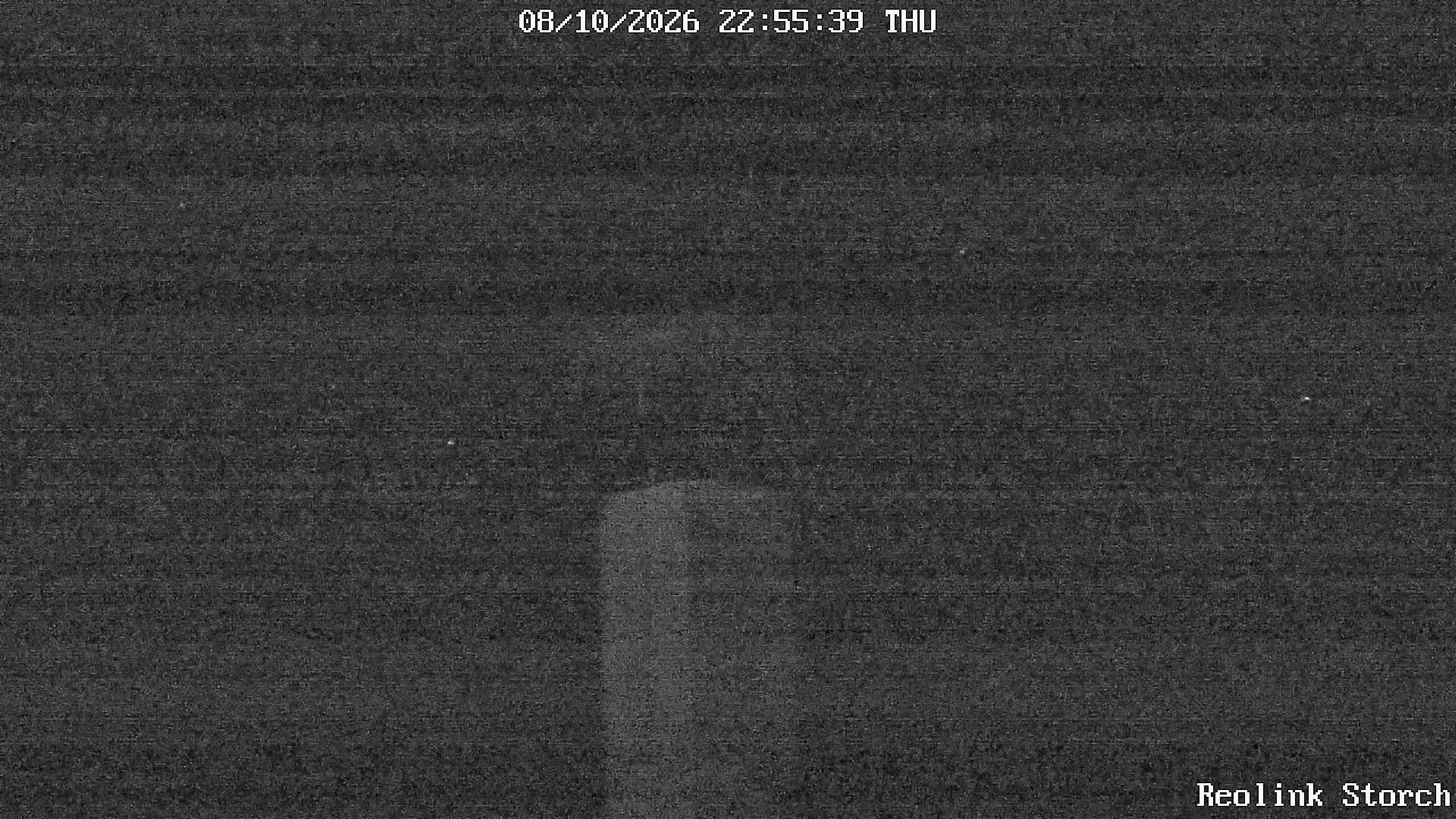 Storchencam Bild