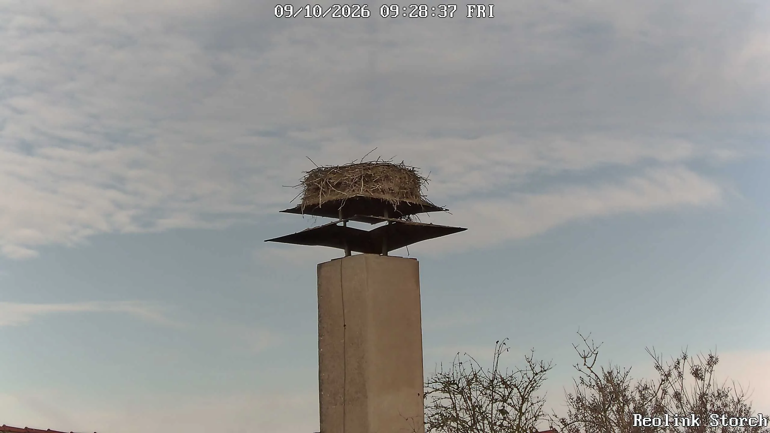 Storchencam Bild