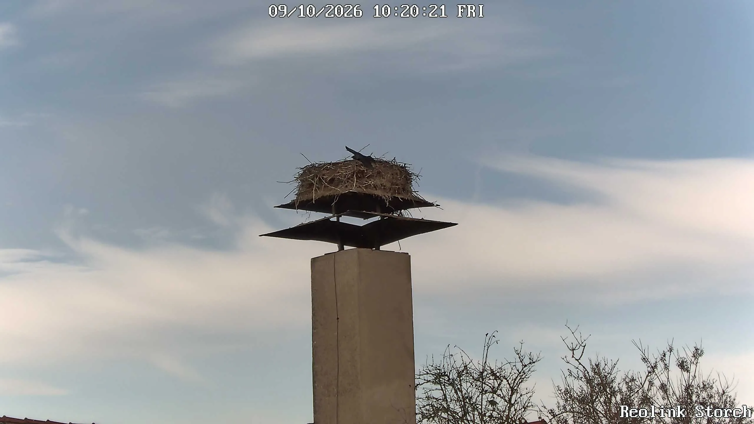 Storchencam Bild