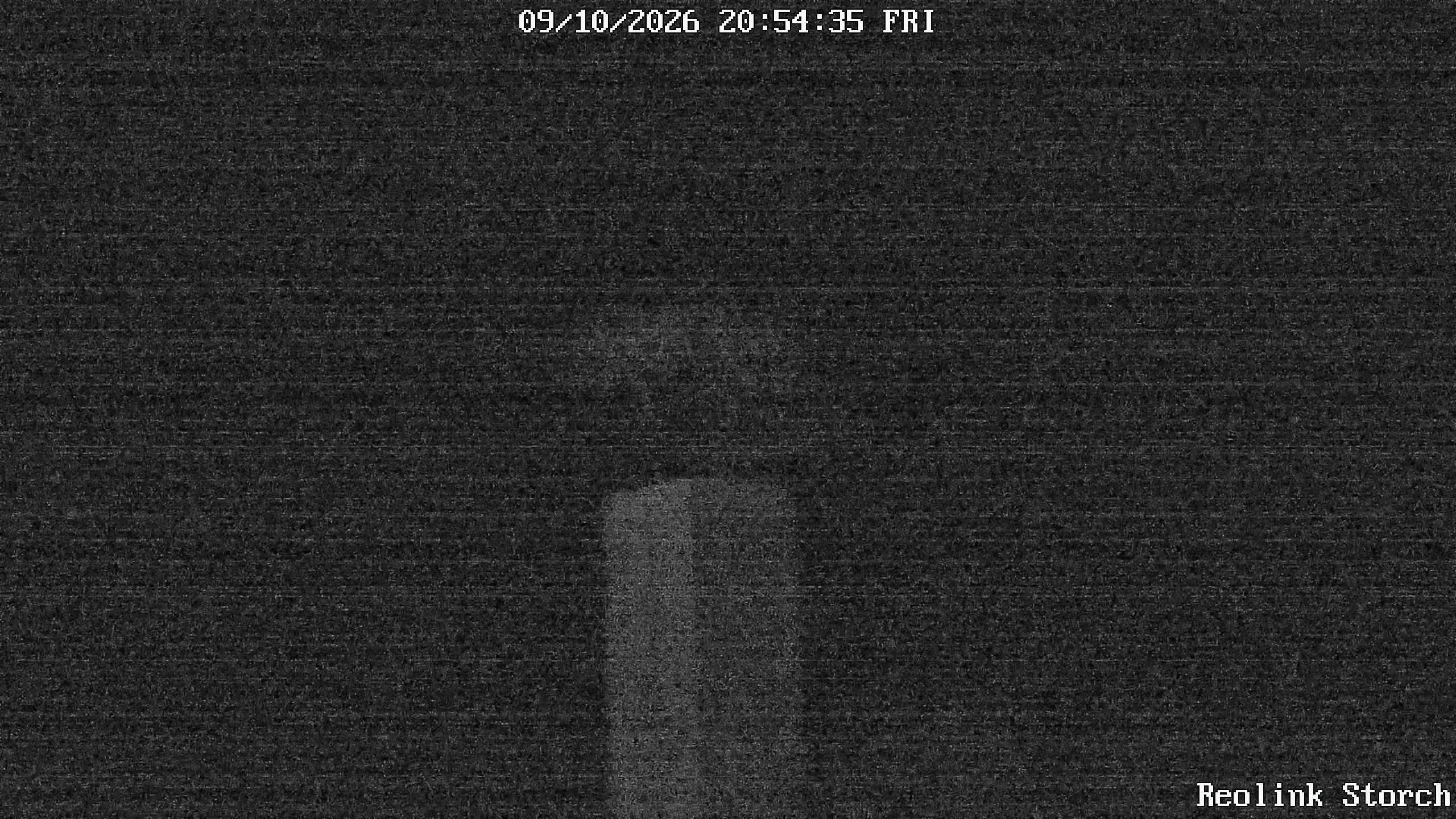 Storchencam Bild
