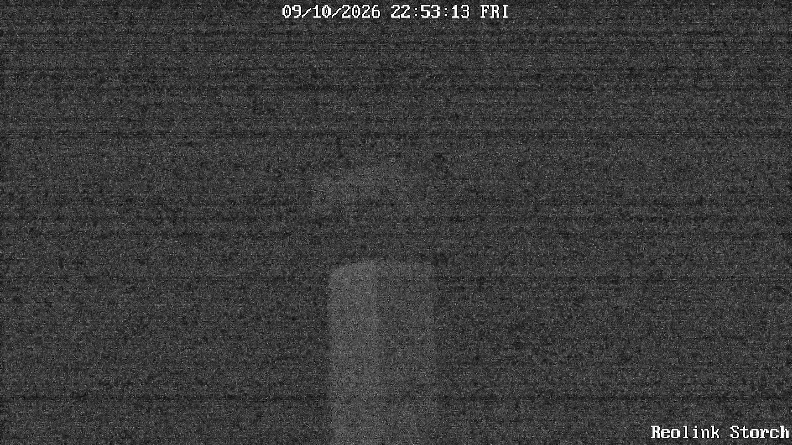 Storchencam Bild