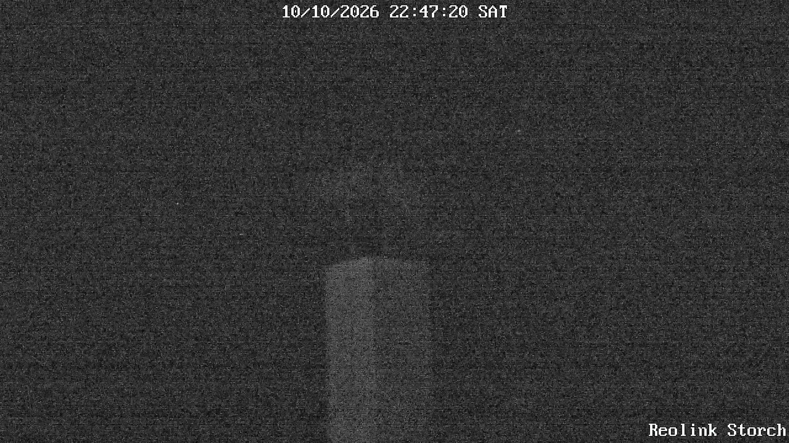 Storchencam Bild