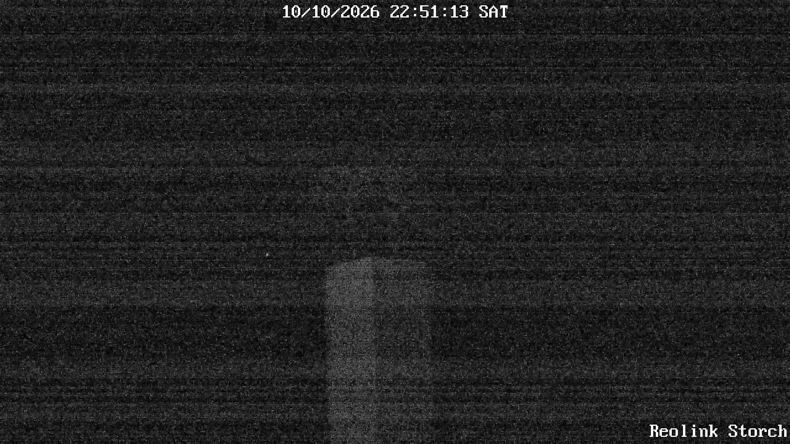 Storchencam Bild