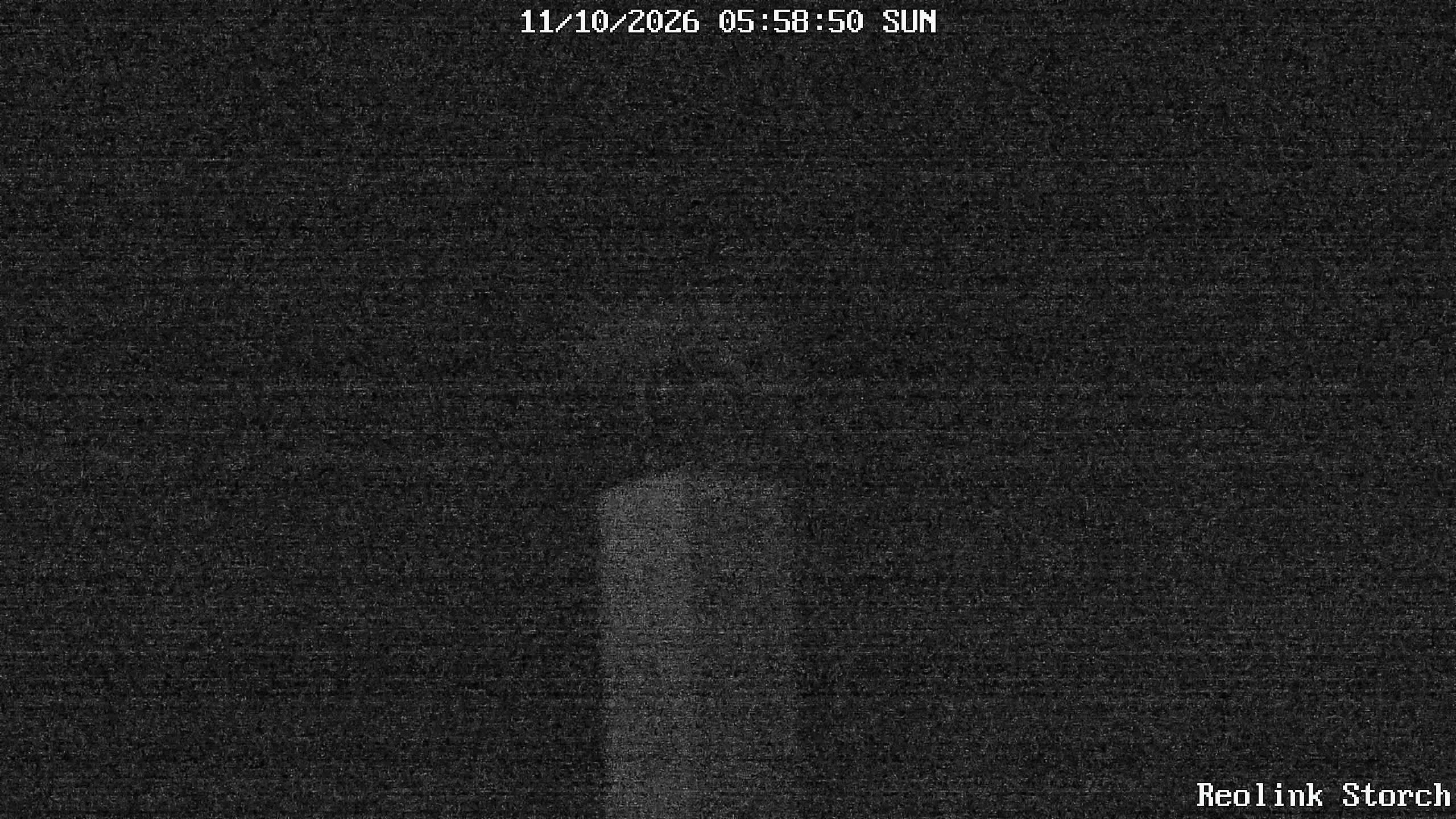 Storchencam Bild
