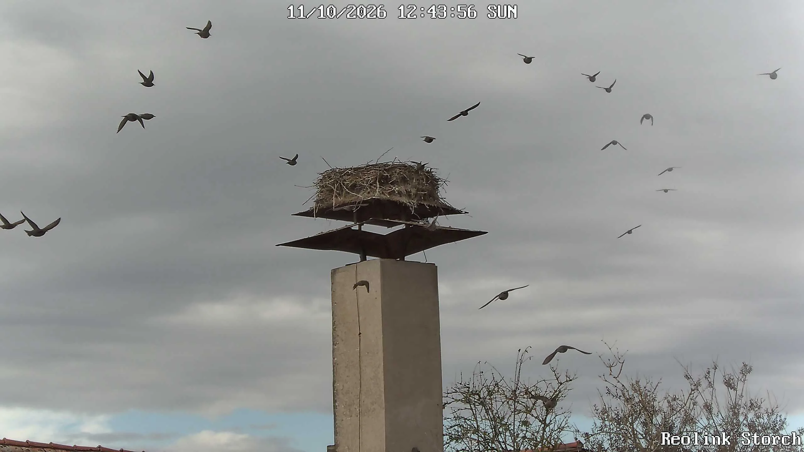 Storchencam Bild