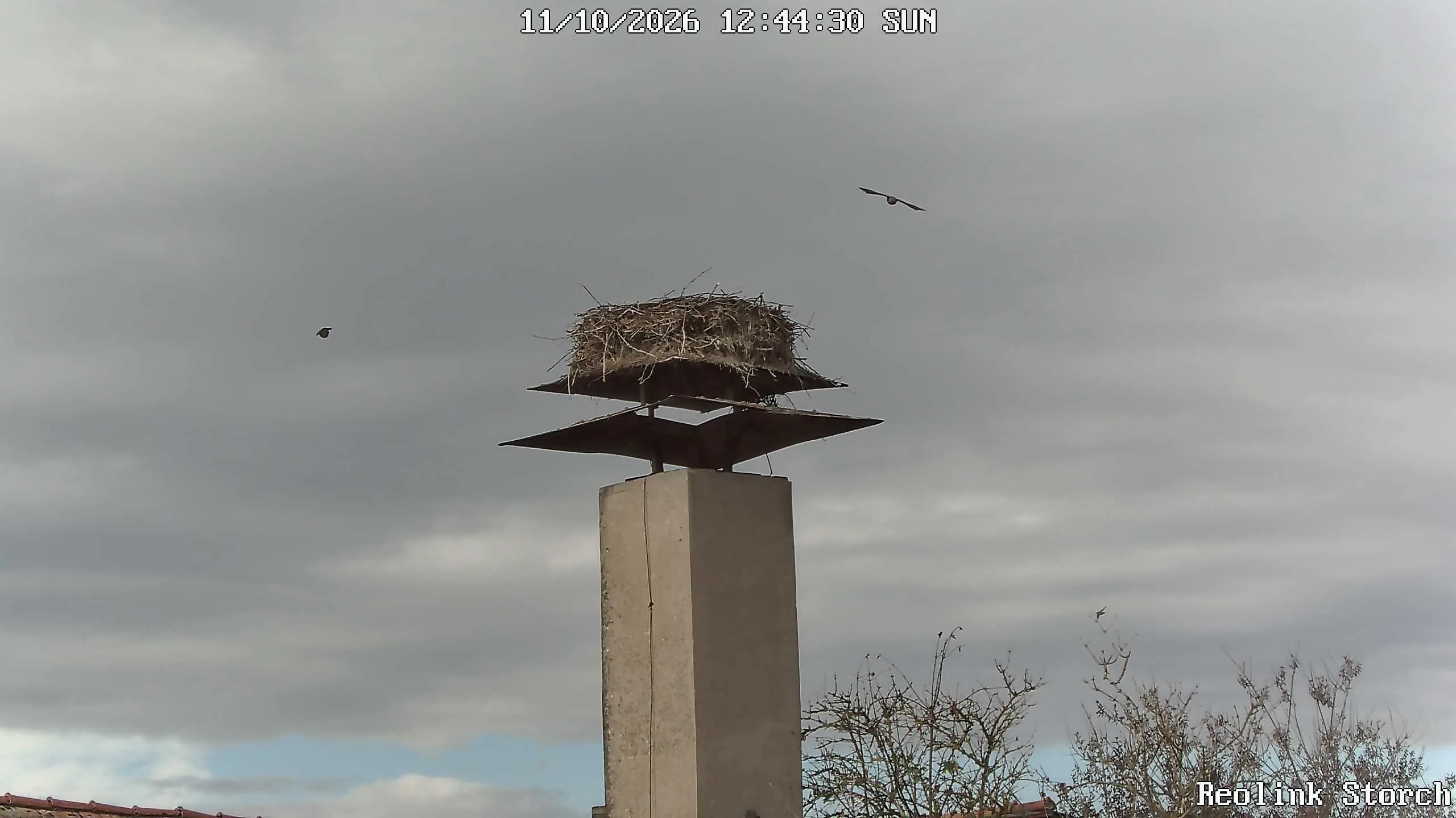 Storchencam Bild