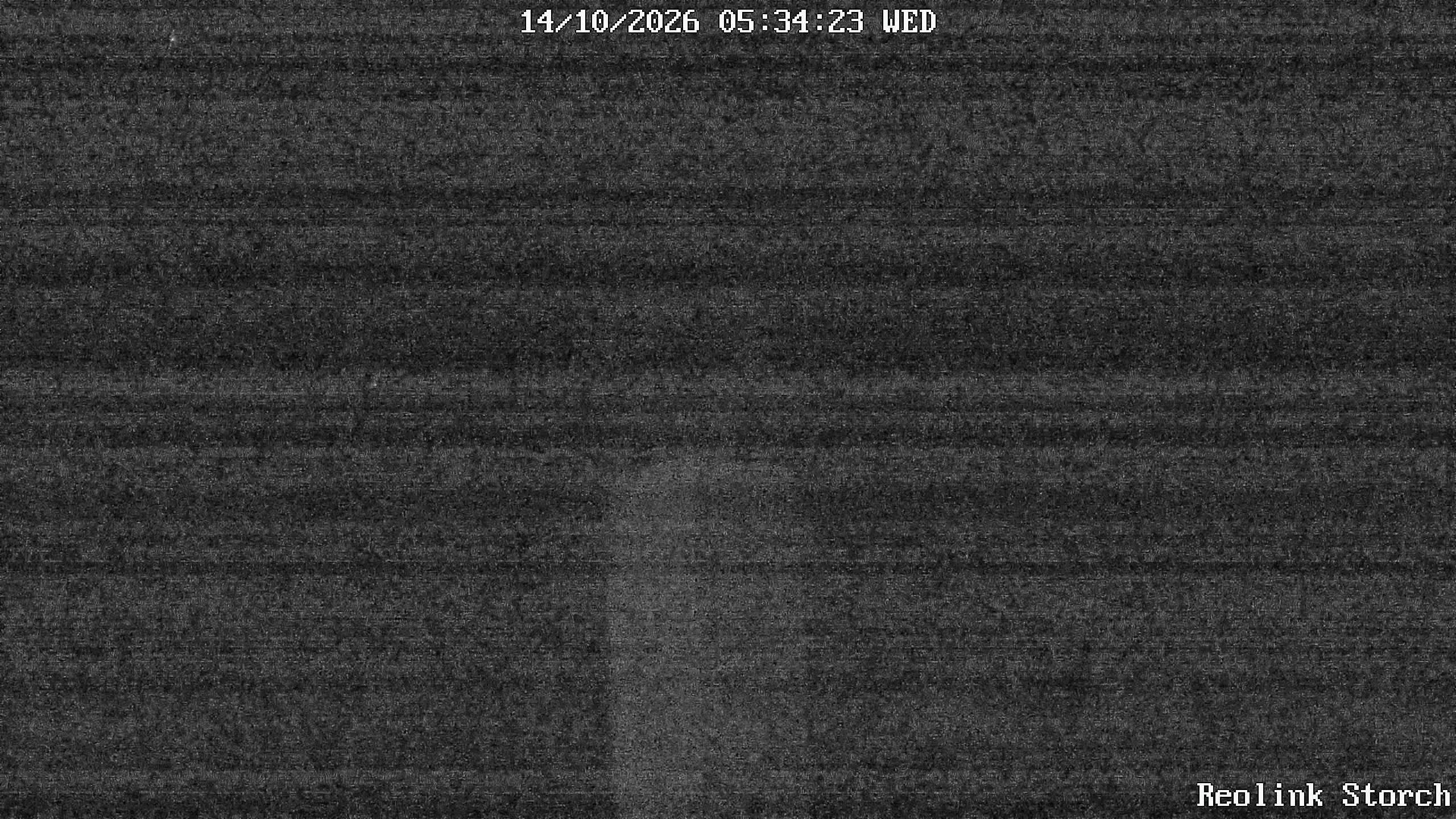 Storchencam Bild