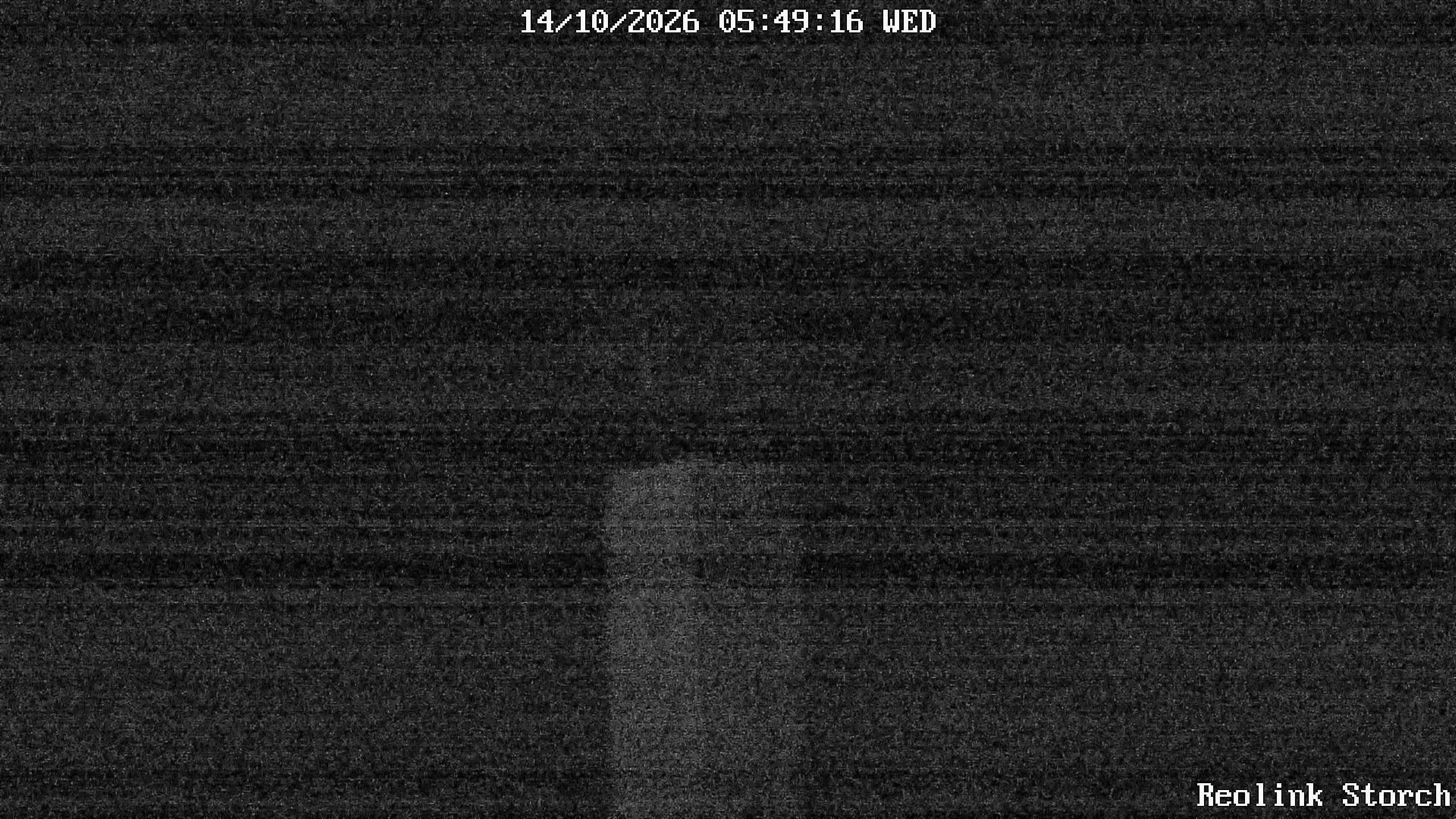 Storchencam Bild