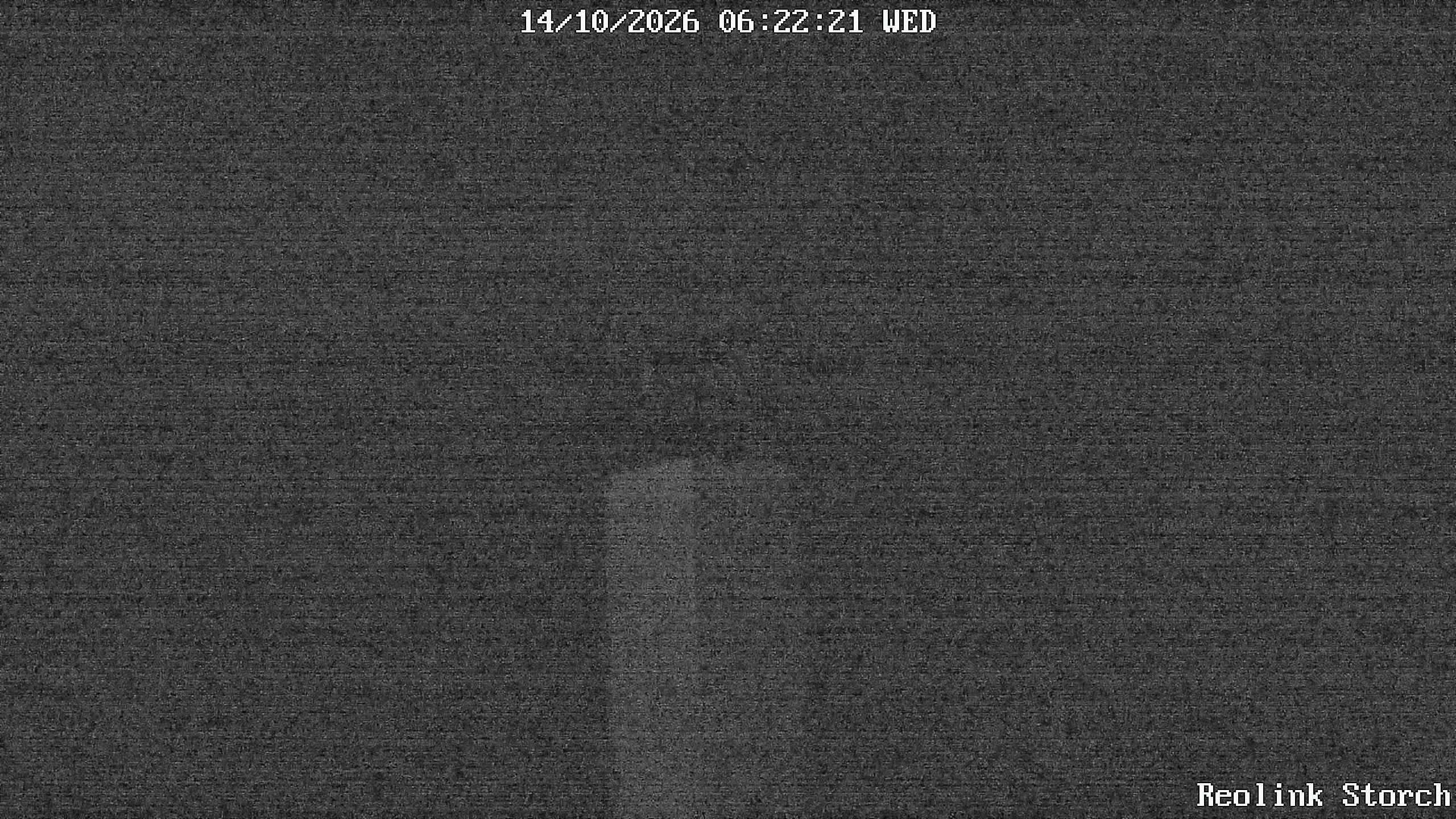 Storchencam Bild