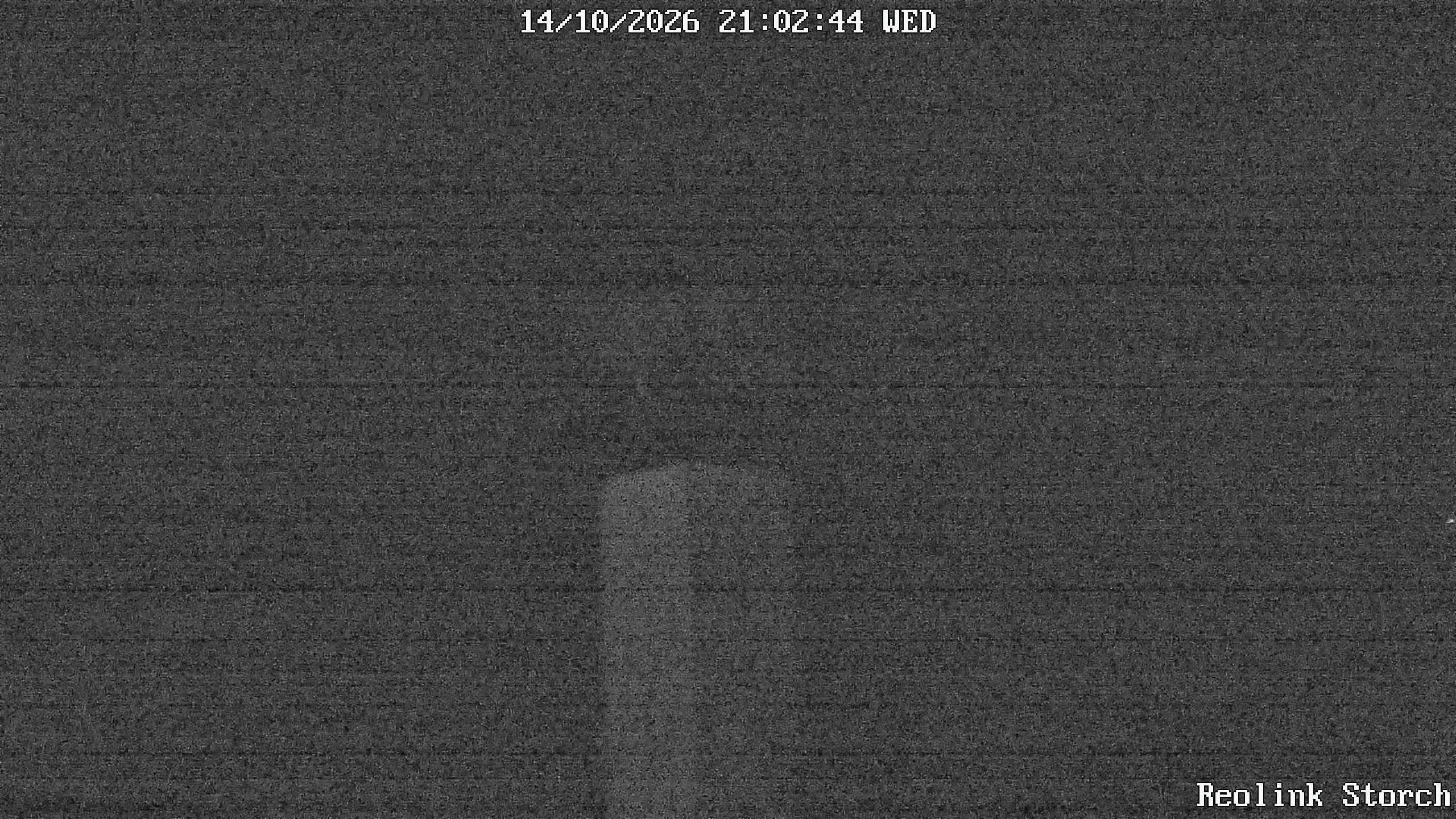 Storchencam Bild