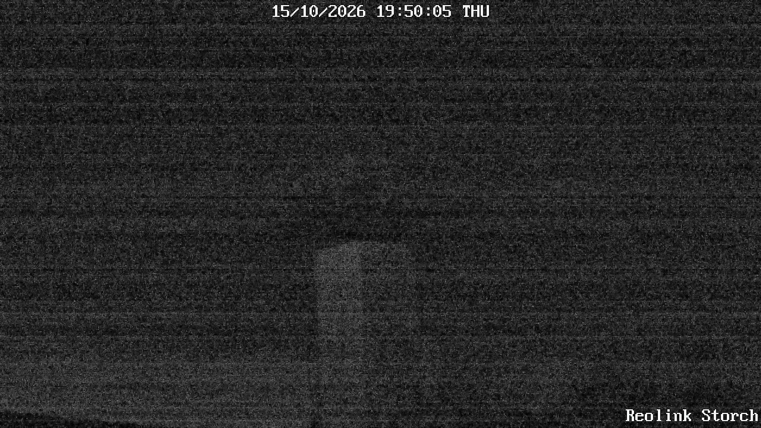 Storchencam Bild