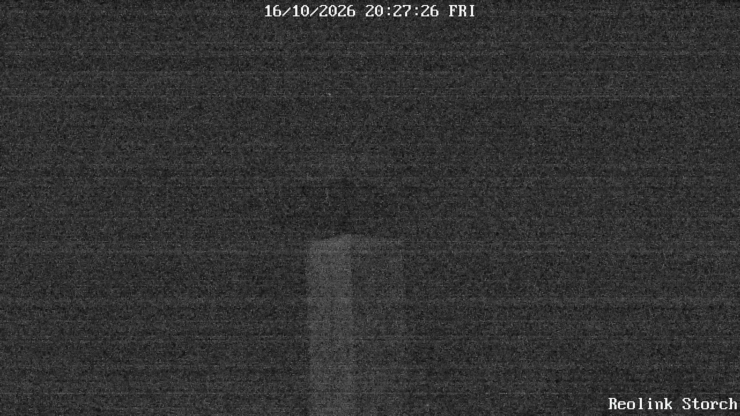 Storchencam Bild