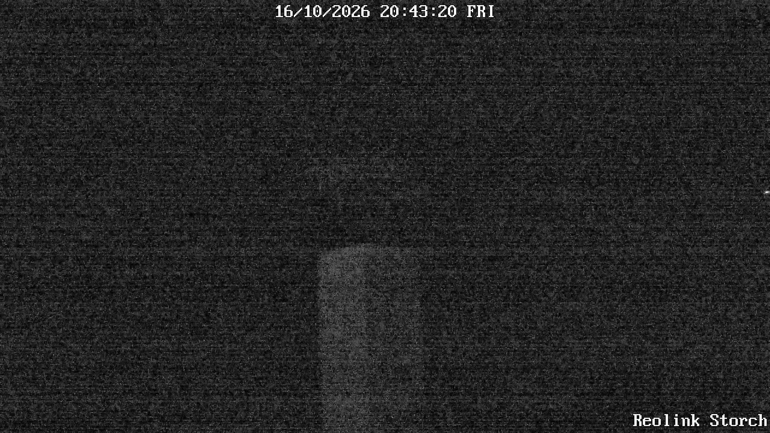 Storchencam Bild