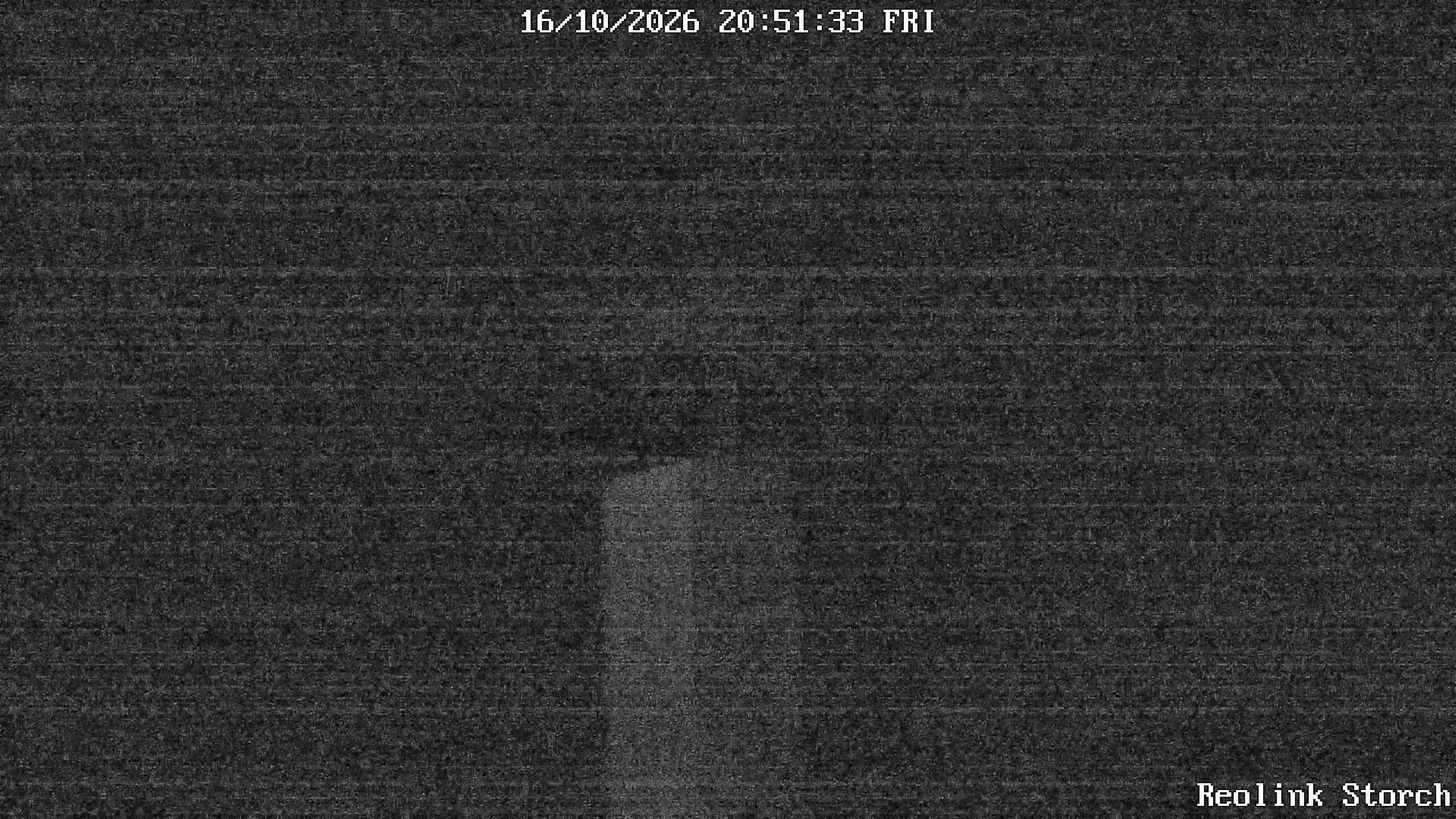 Storchencam Bild