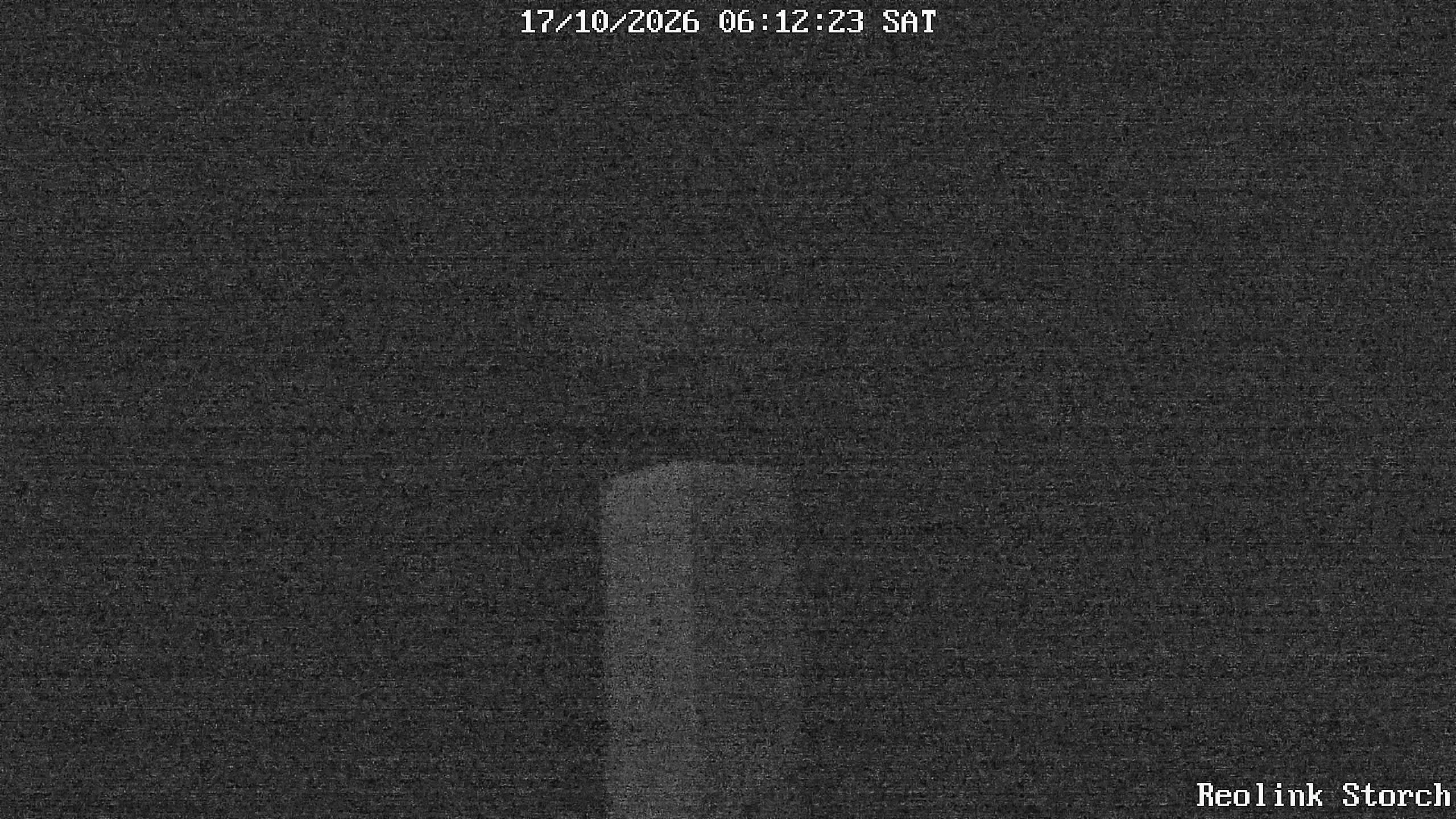 Storchencam Bild