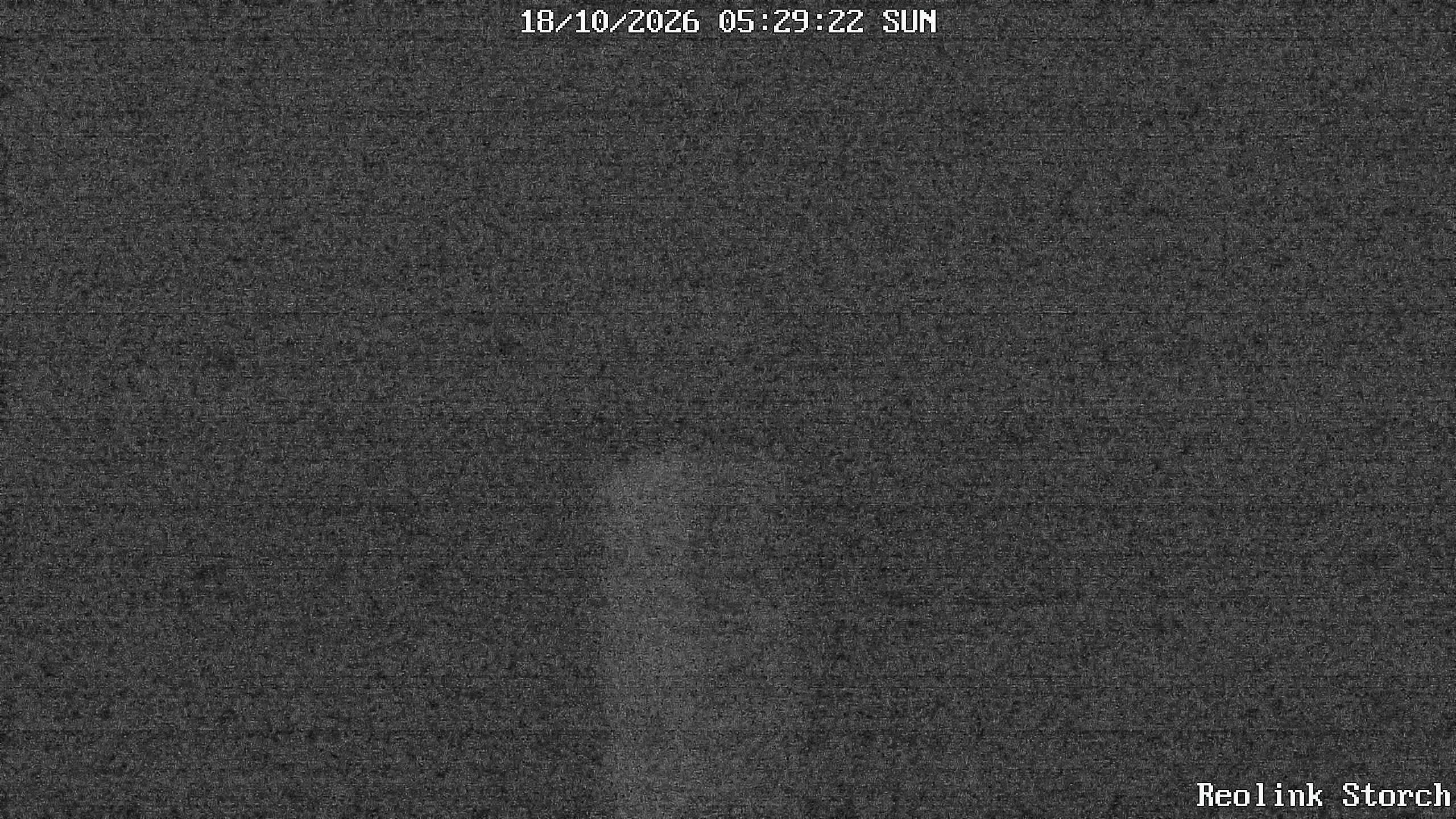 Storchencam Bild